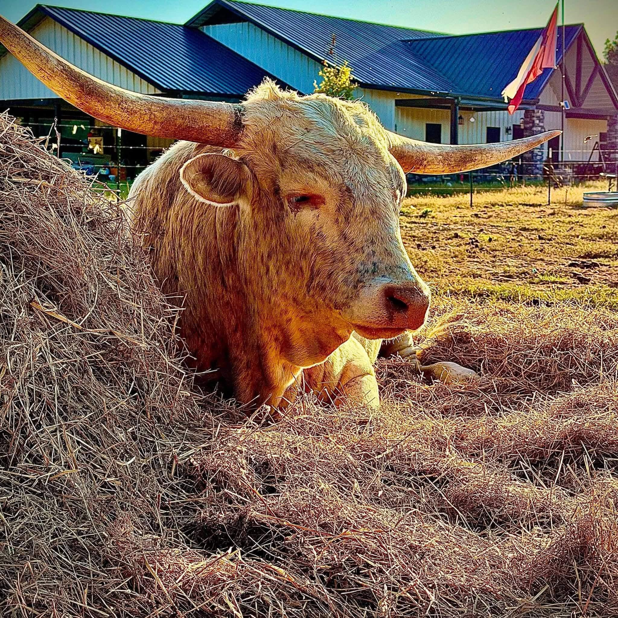 Cattle