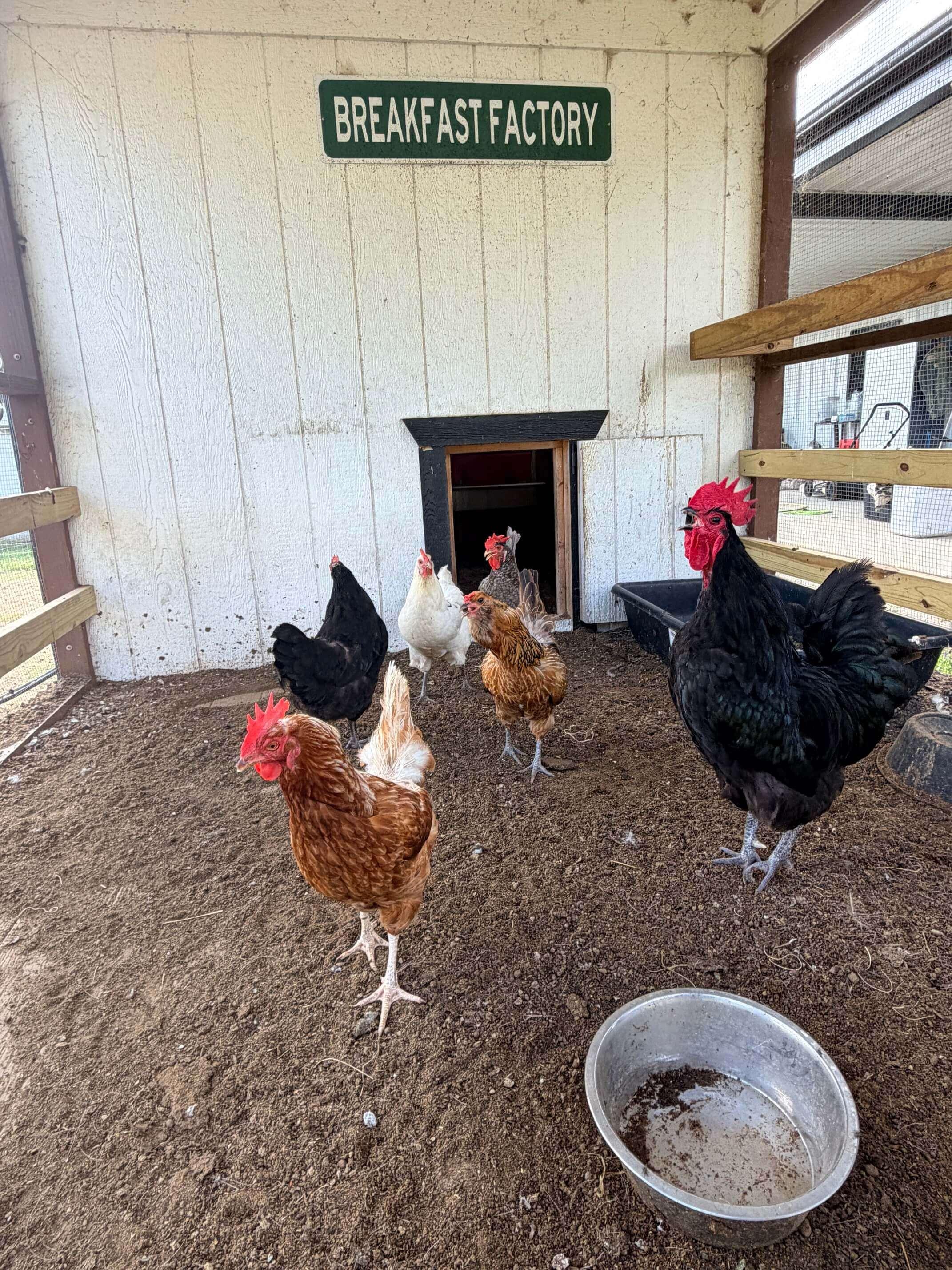 Chickens photo 1