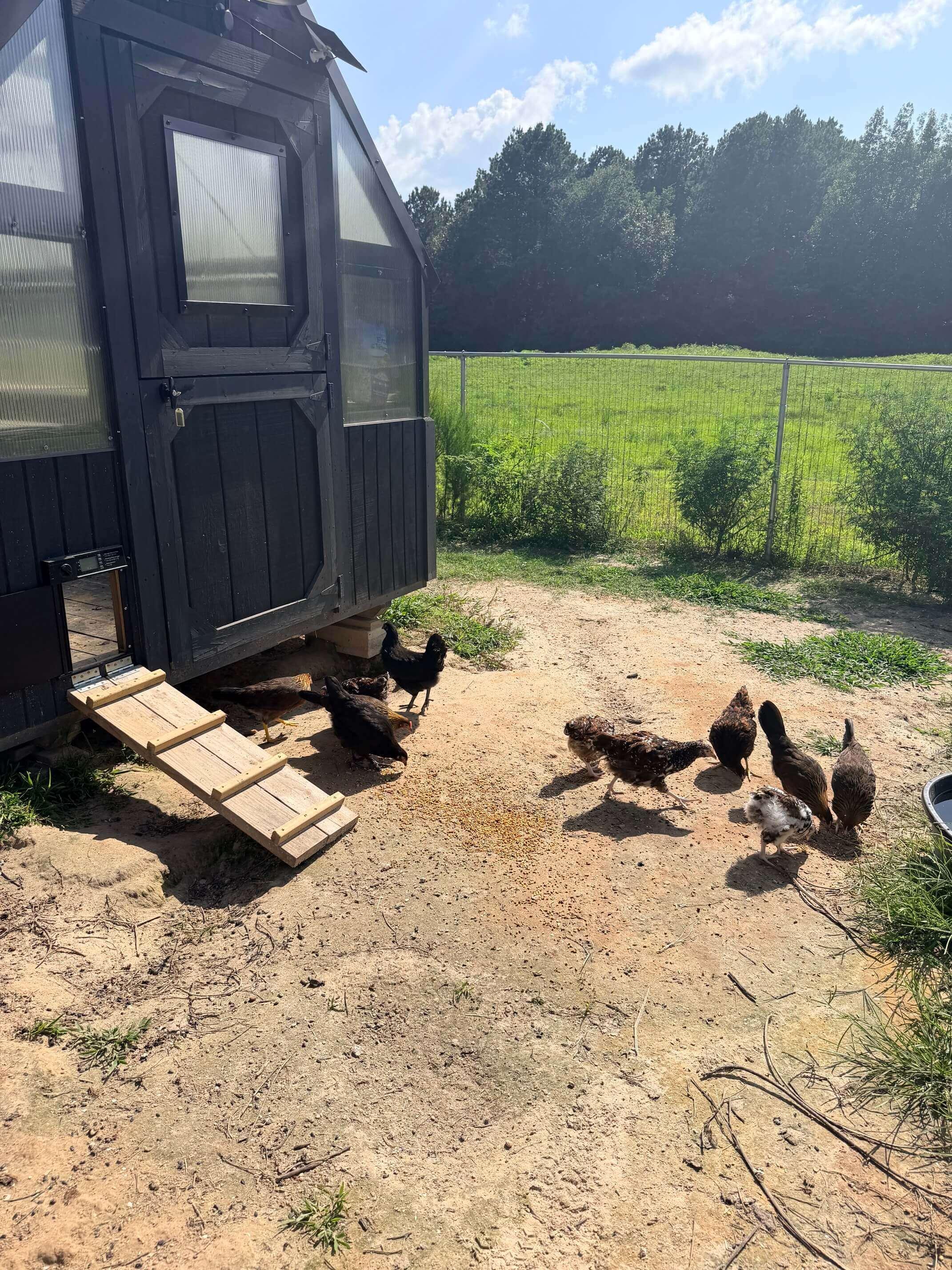 Chickens photo 2