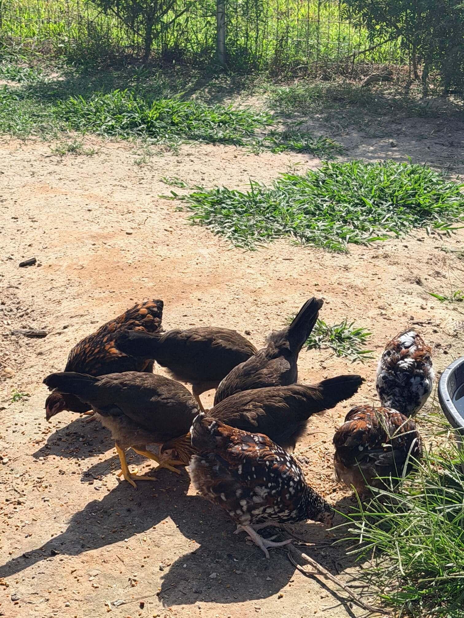 Chickens photo 3