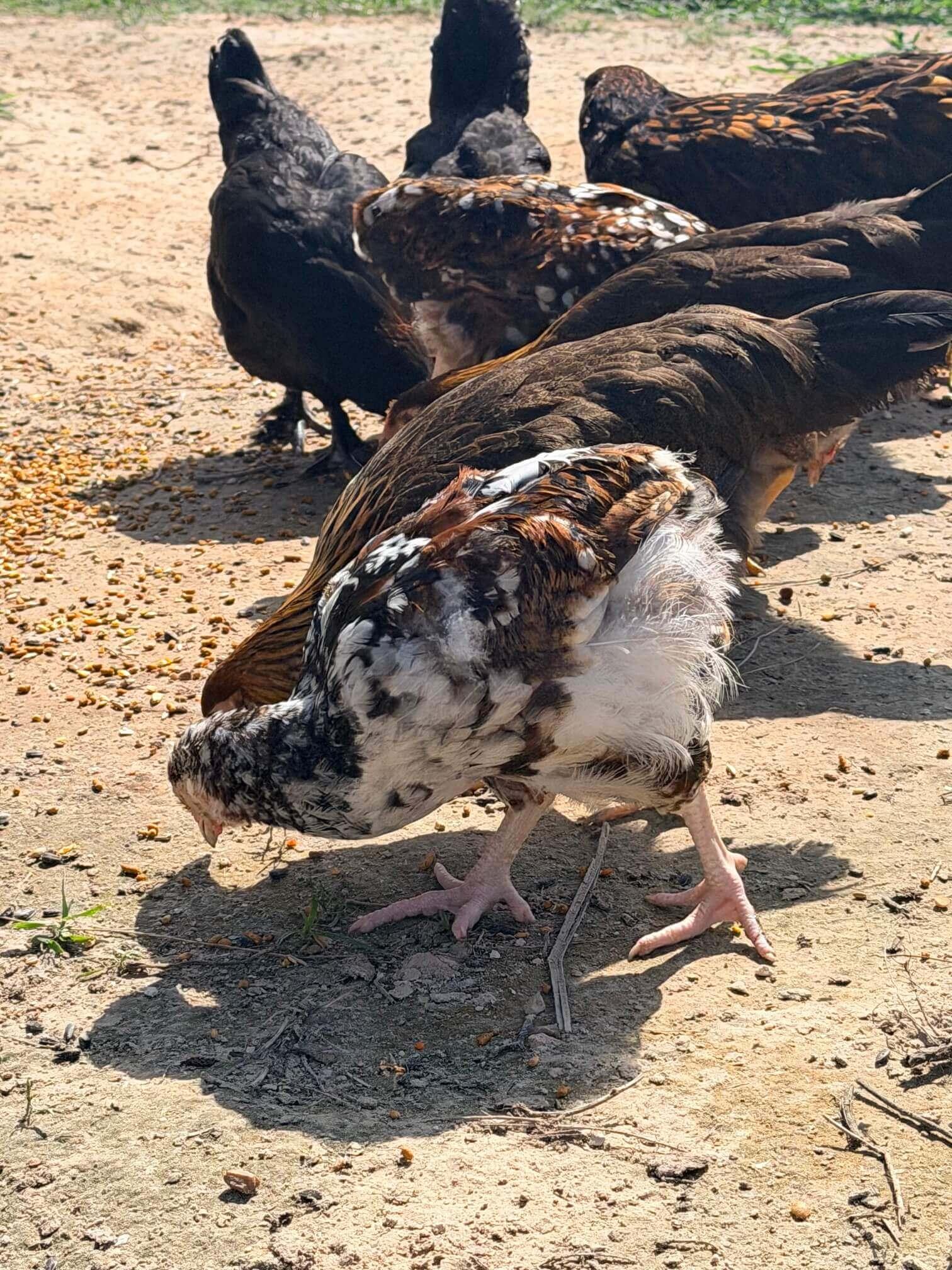 Chickens photo 4