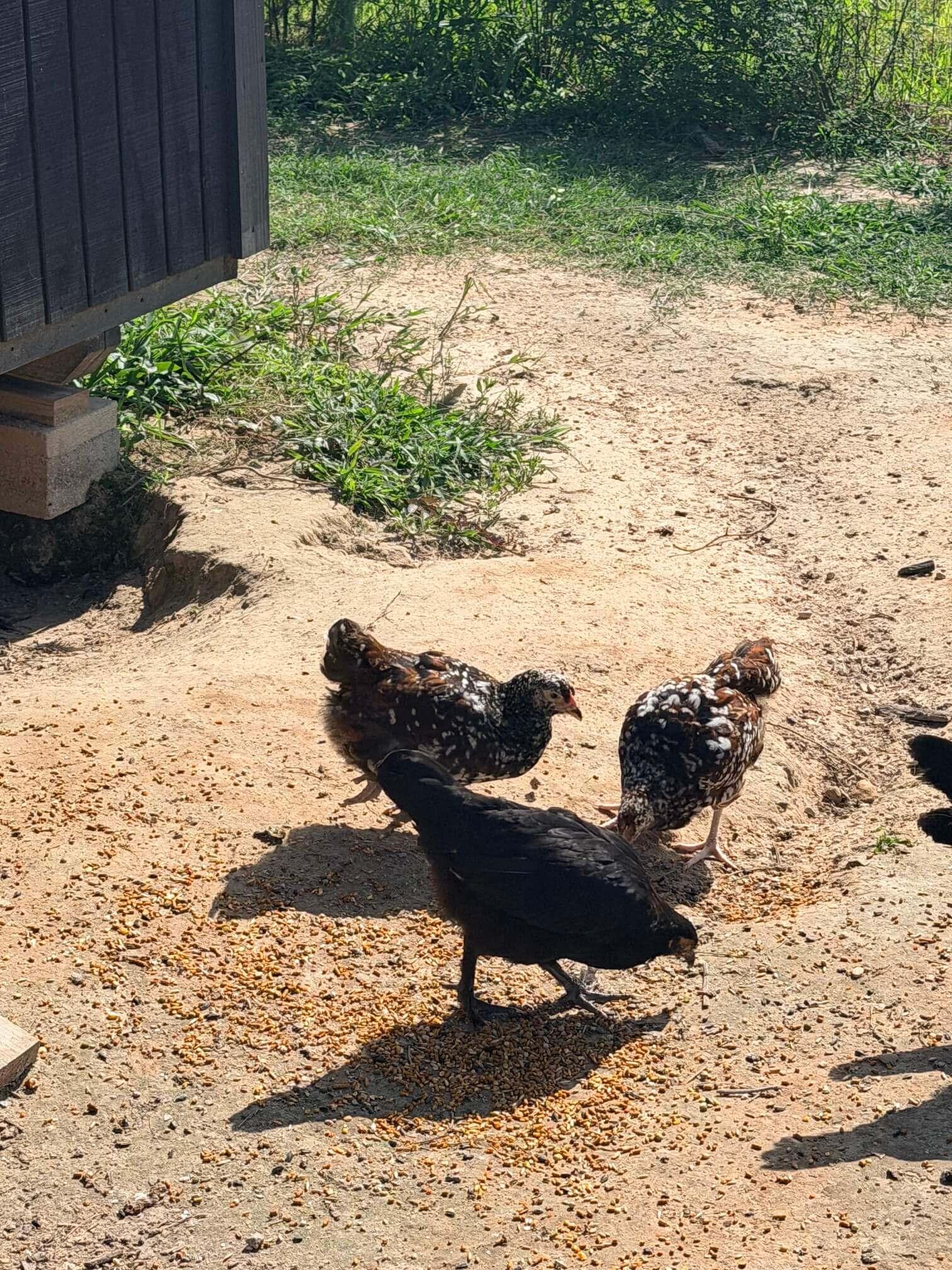 Chickens photo 5