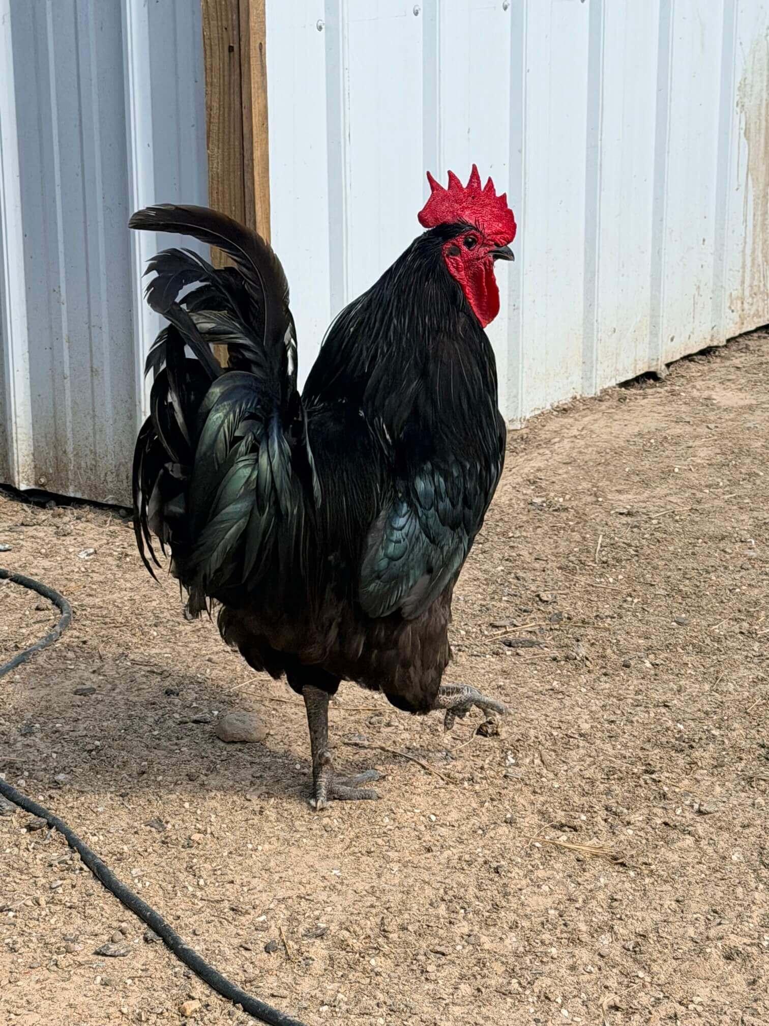 Chickens