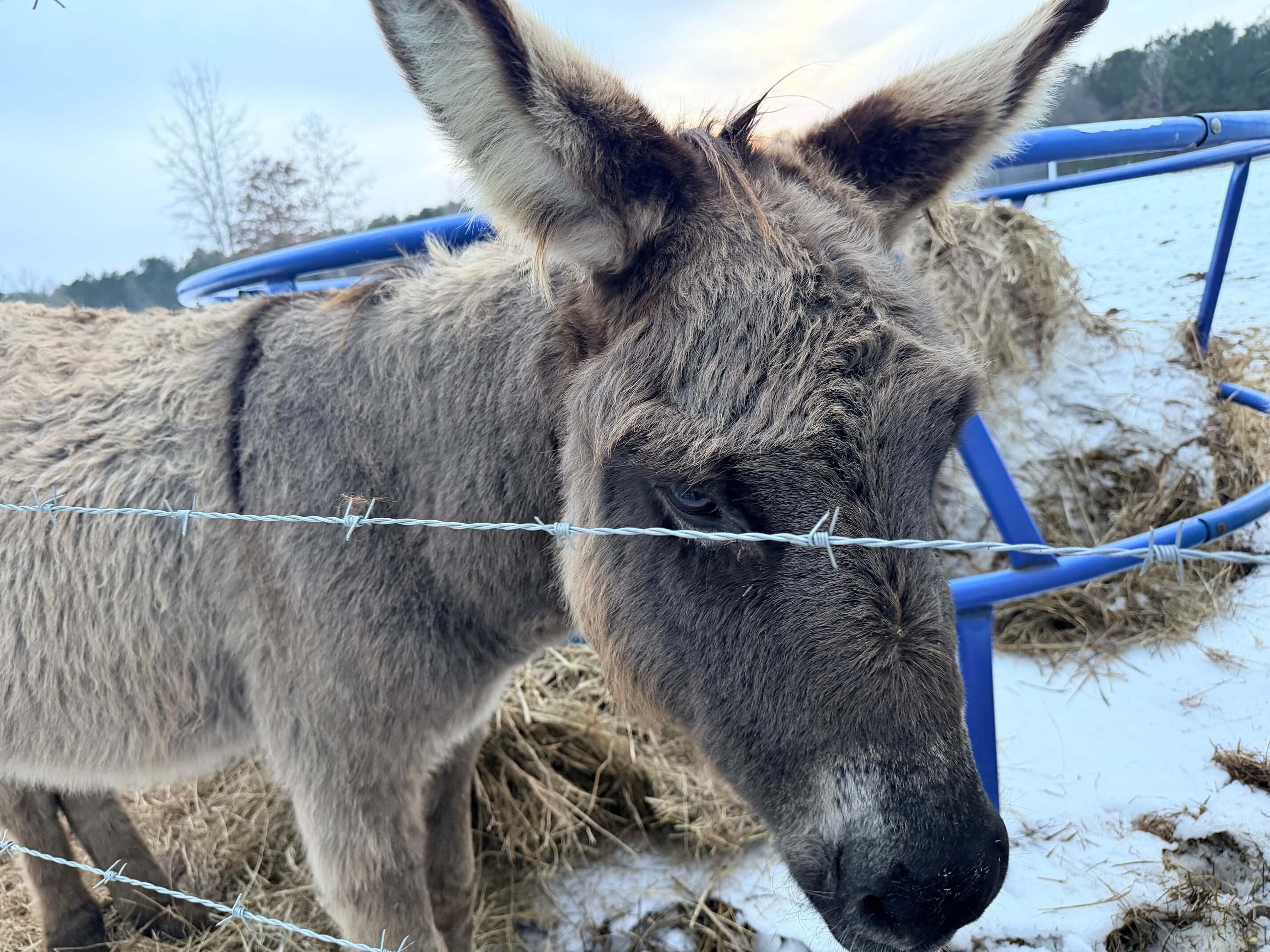 Donkeys photo 1