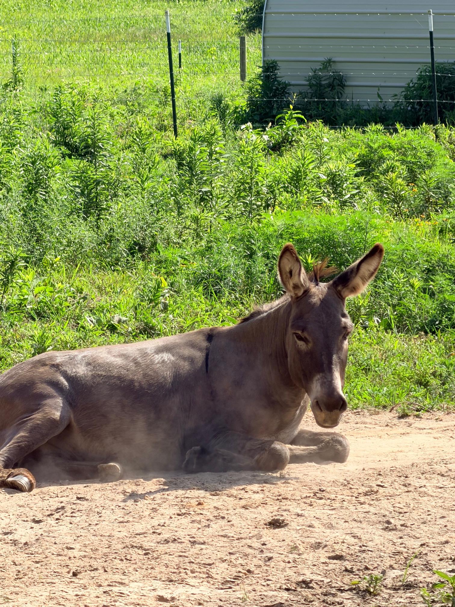 Donkeys photo 3