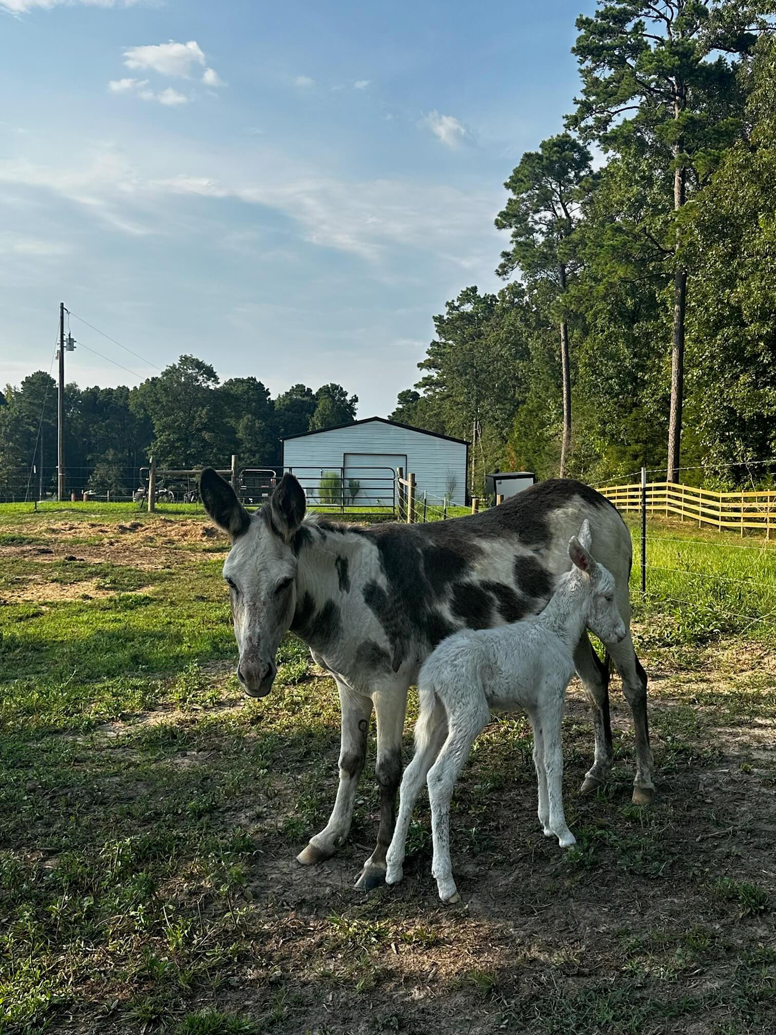 Donkeys photo 4