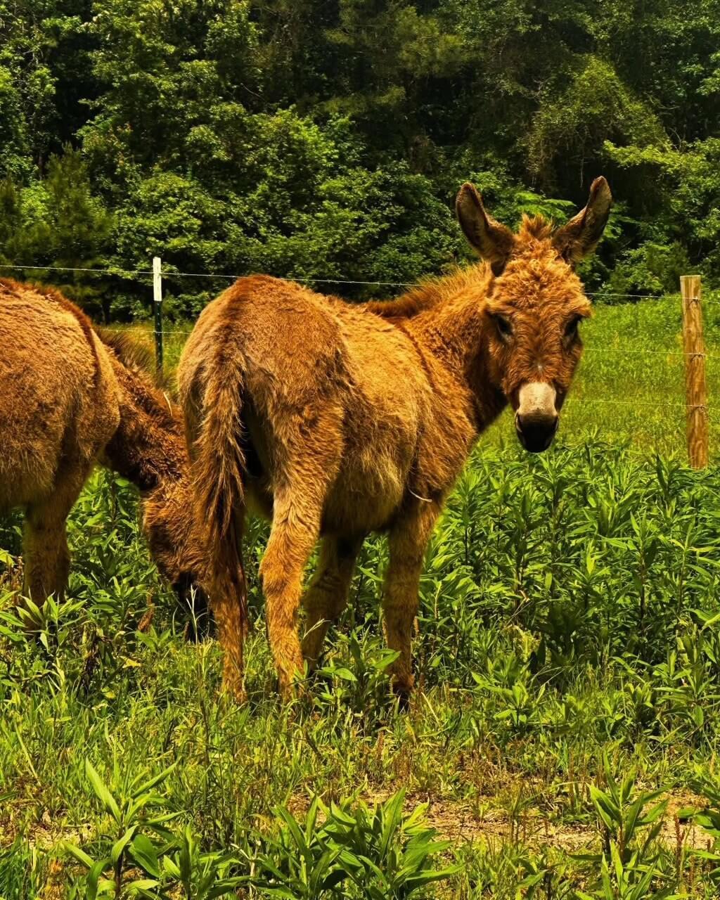 Donkeys photo 5