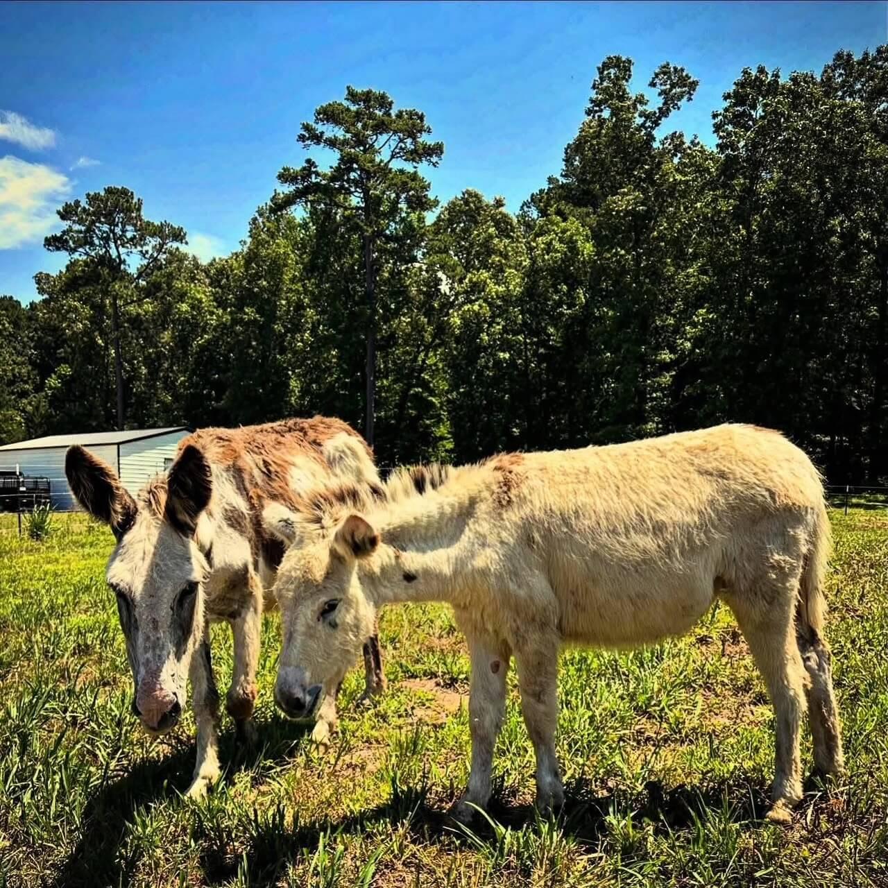 Donkeys photo 6