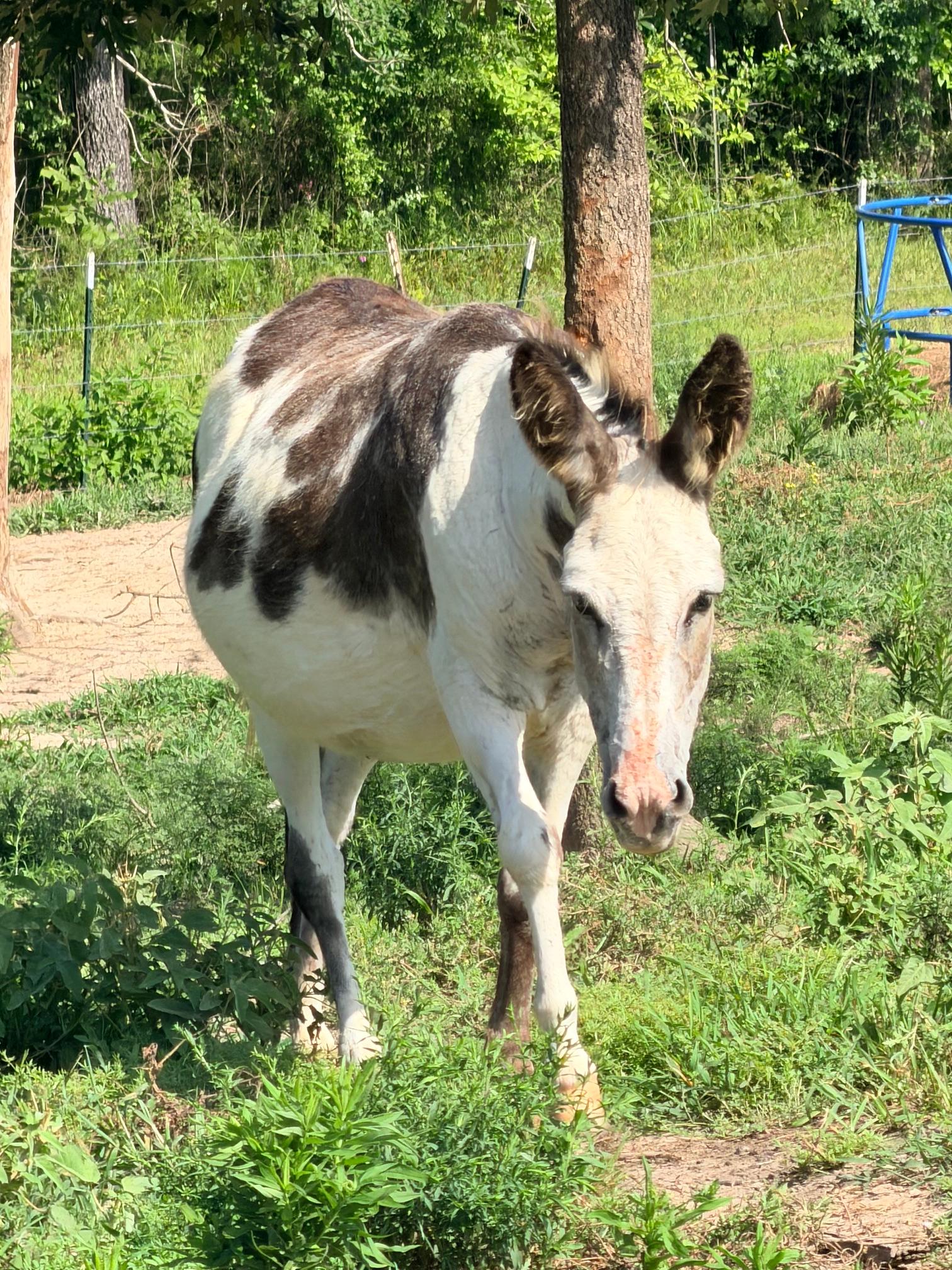 Donkeys photo 7