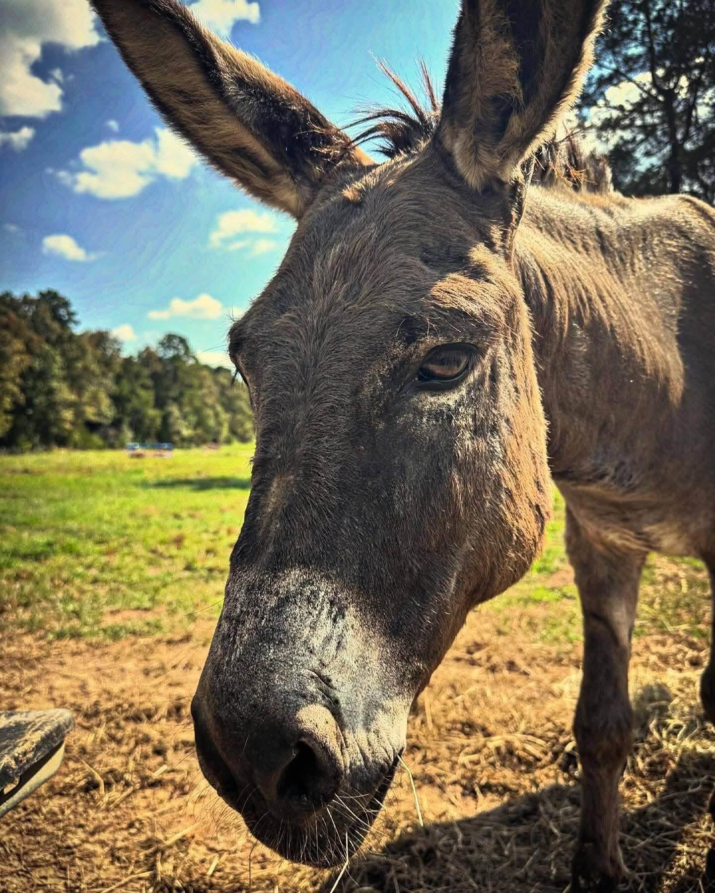 Donkeys photo 8