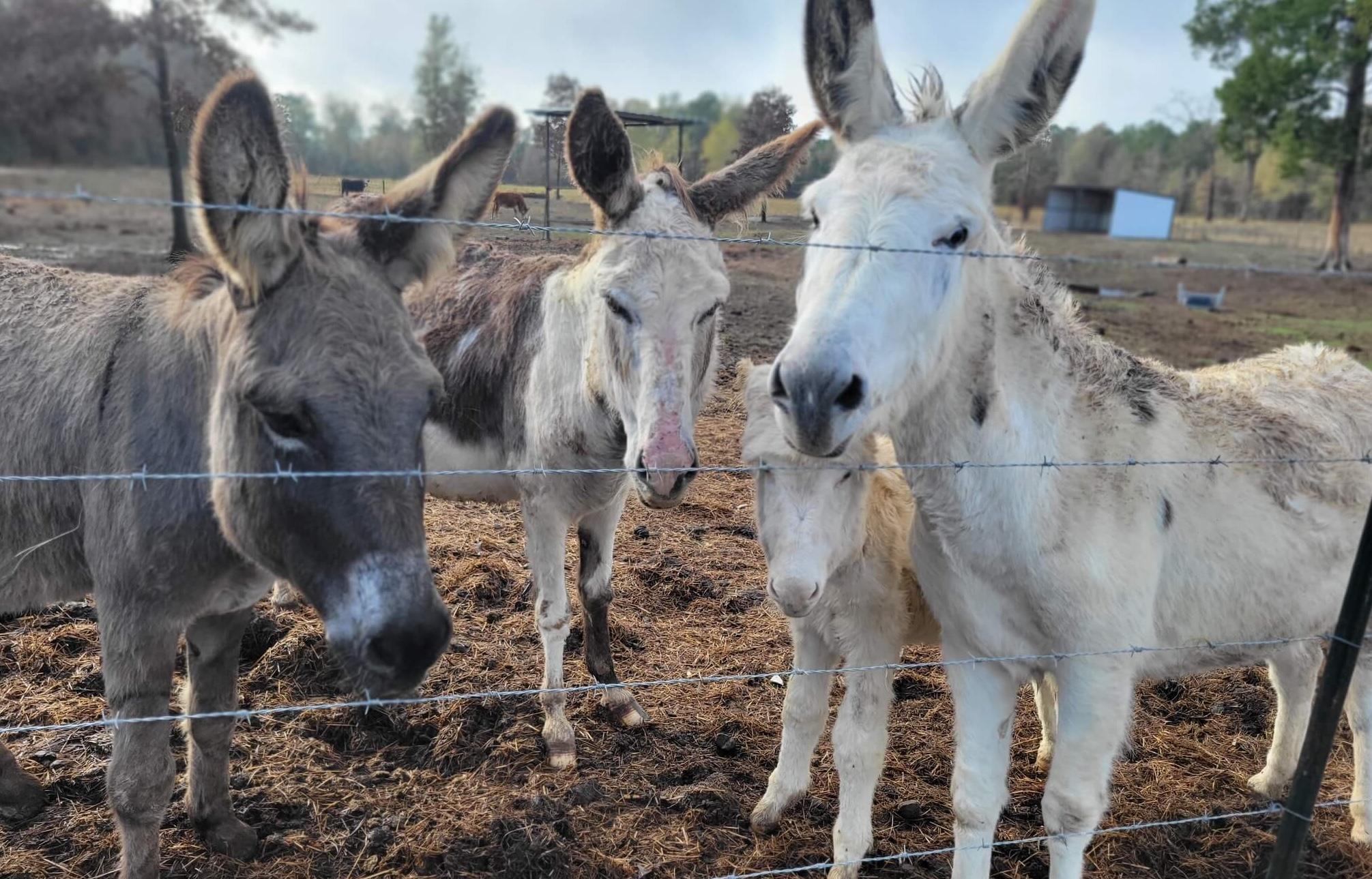 Donkeys photo 9