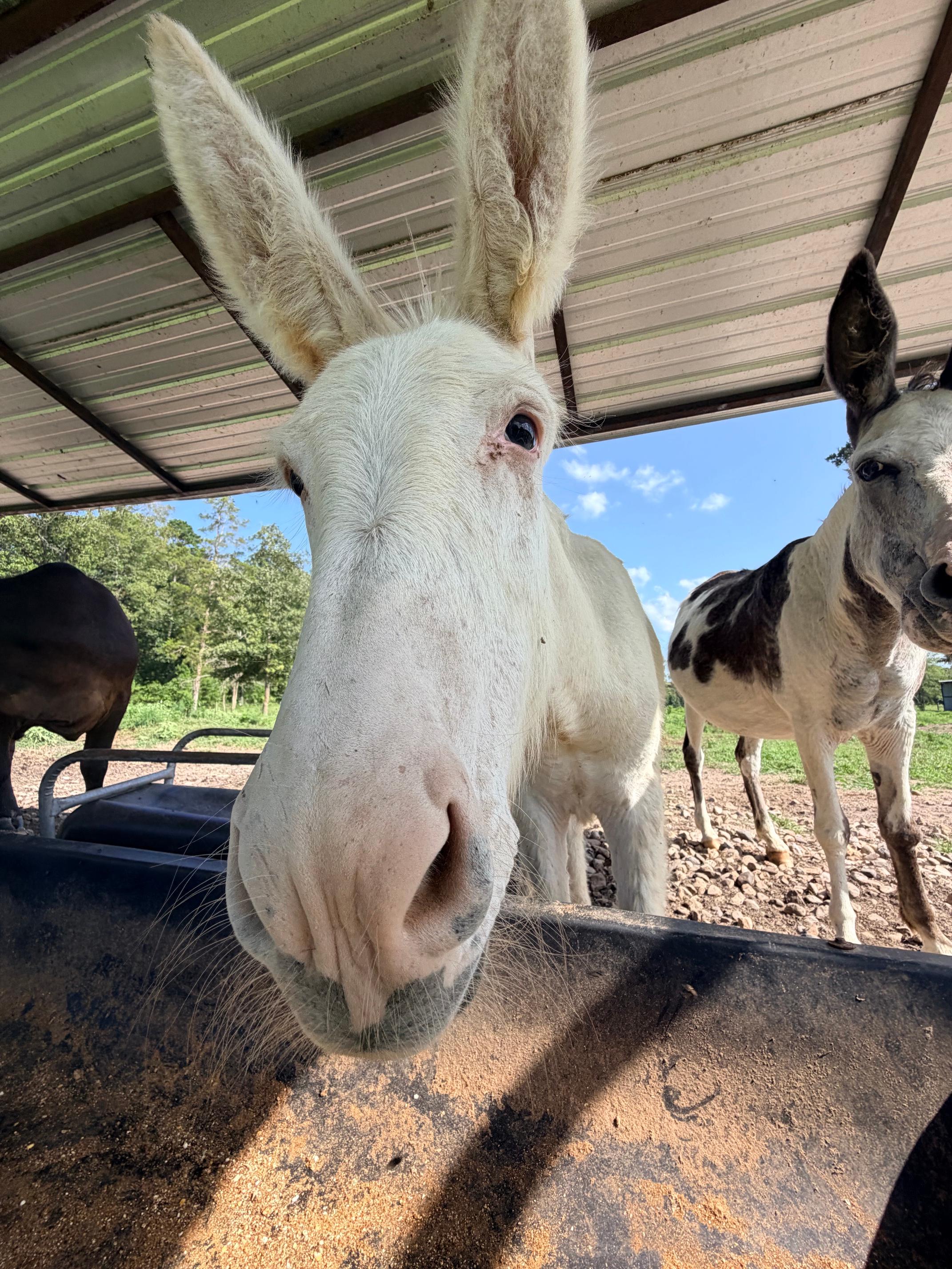 Donkeys photo 10