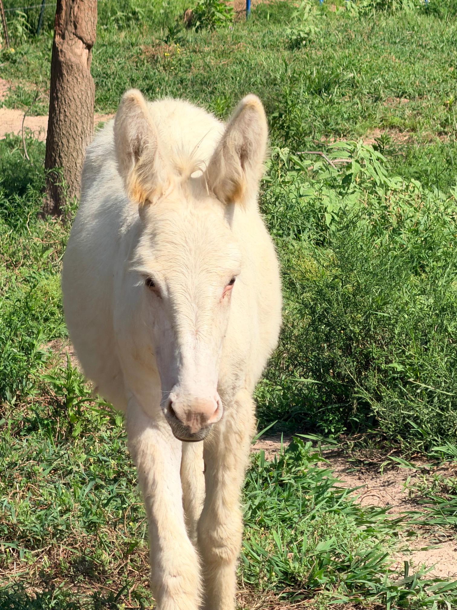 Donkeys