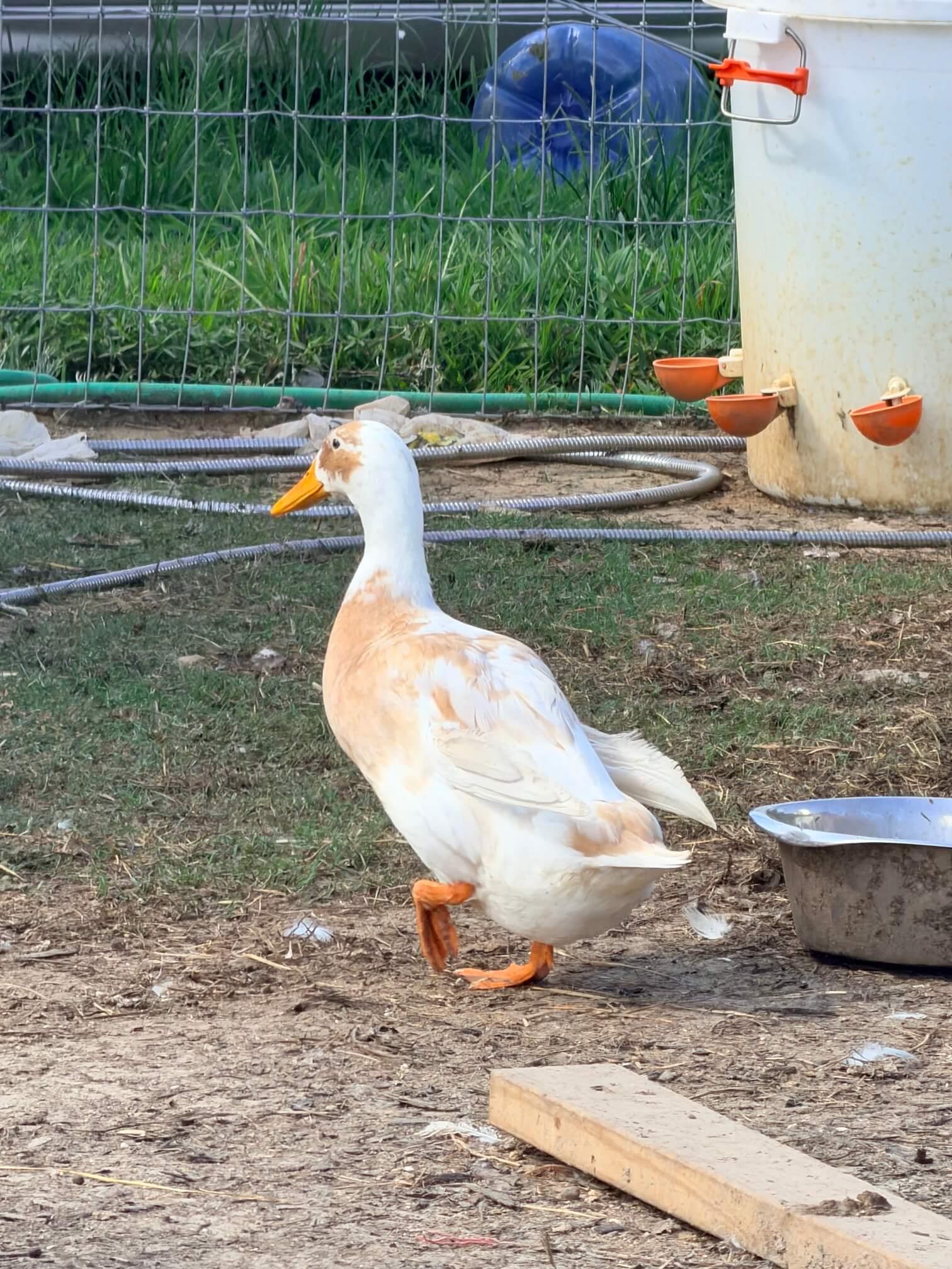 Ducks