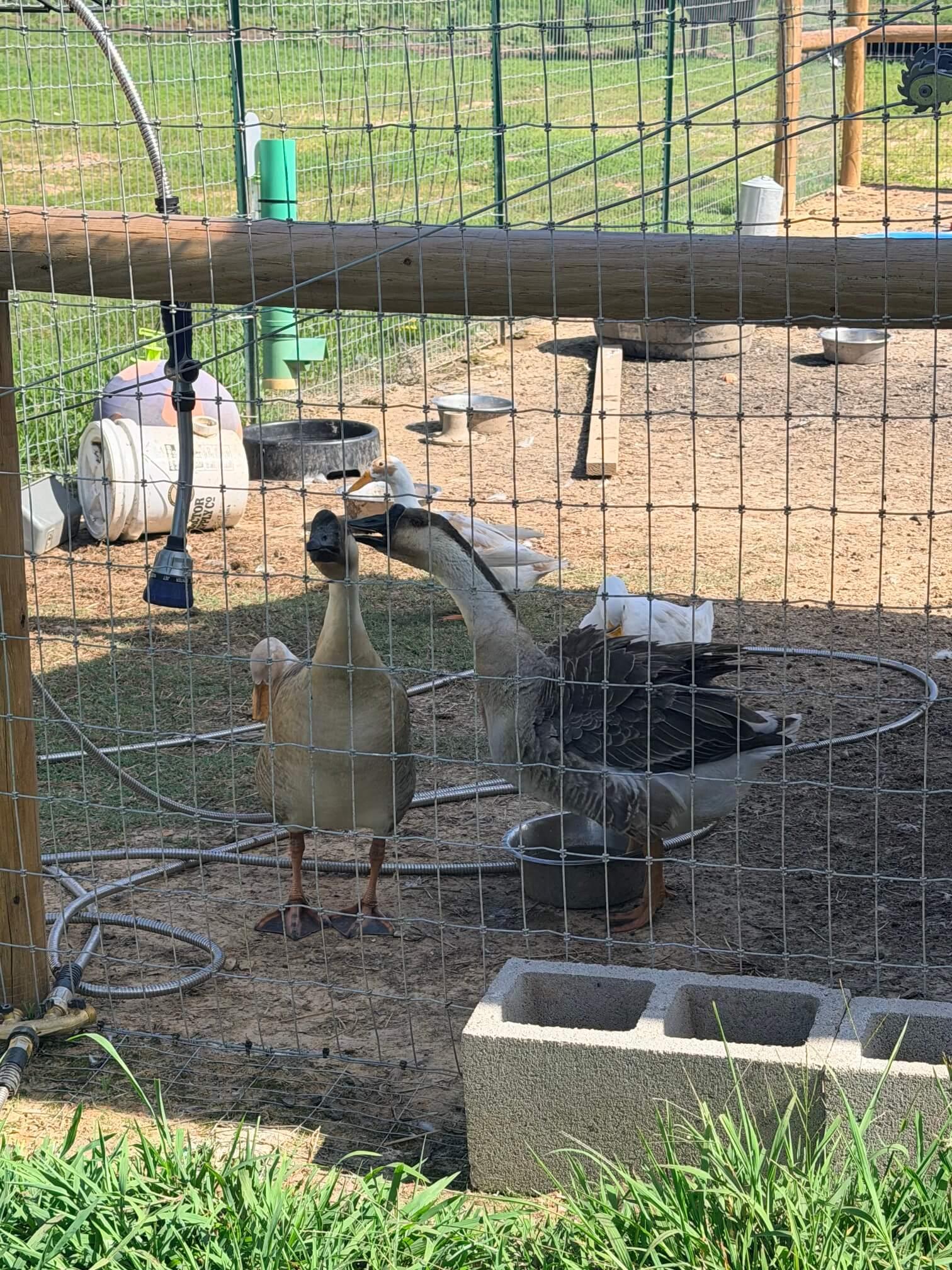 Geese photo 1