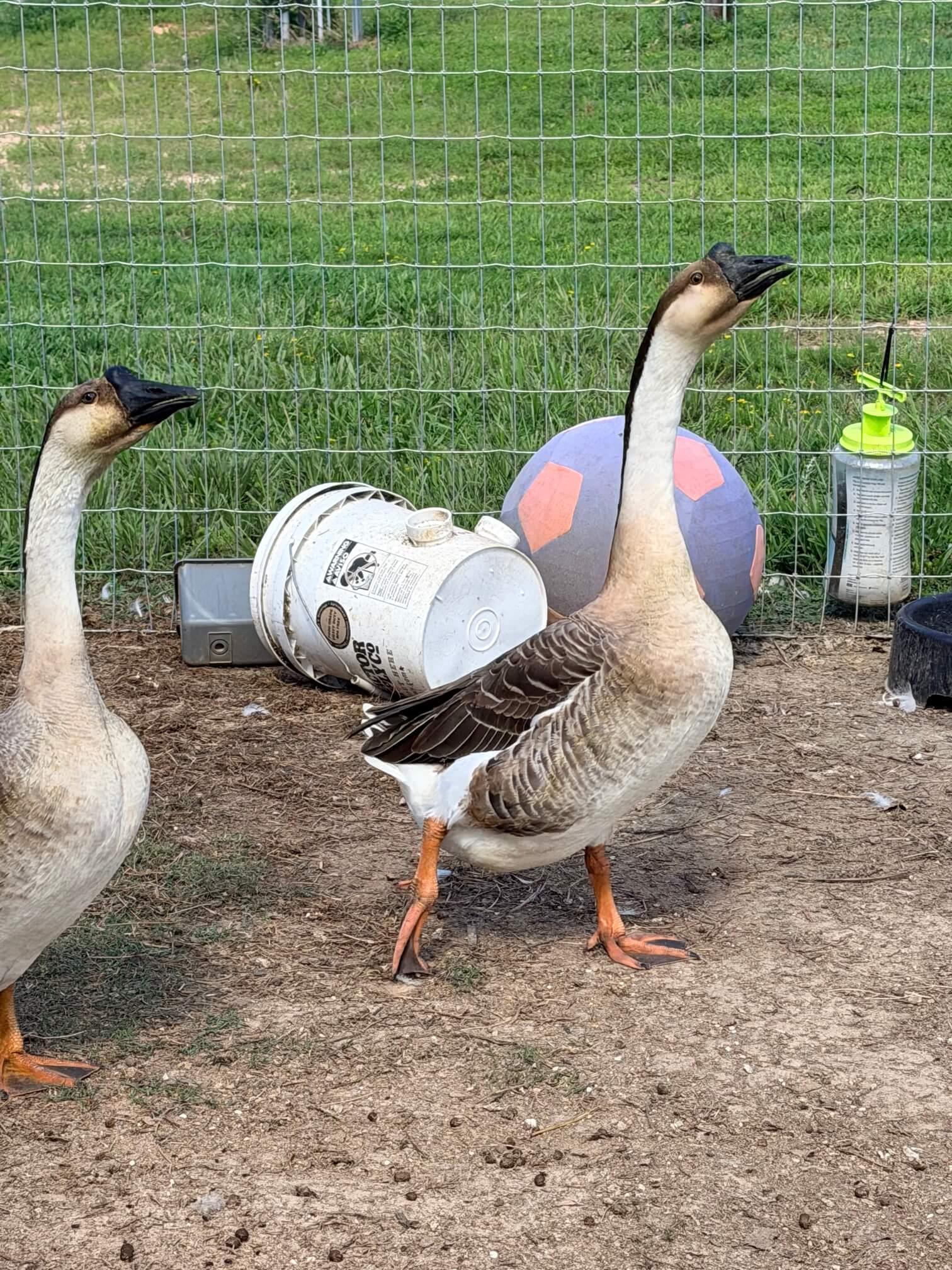 Geese photo 2