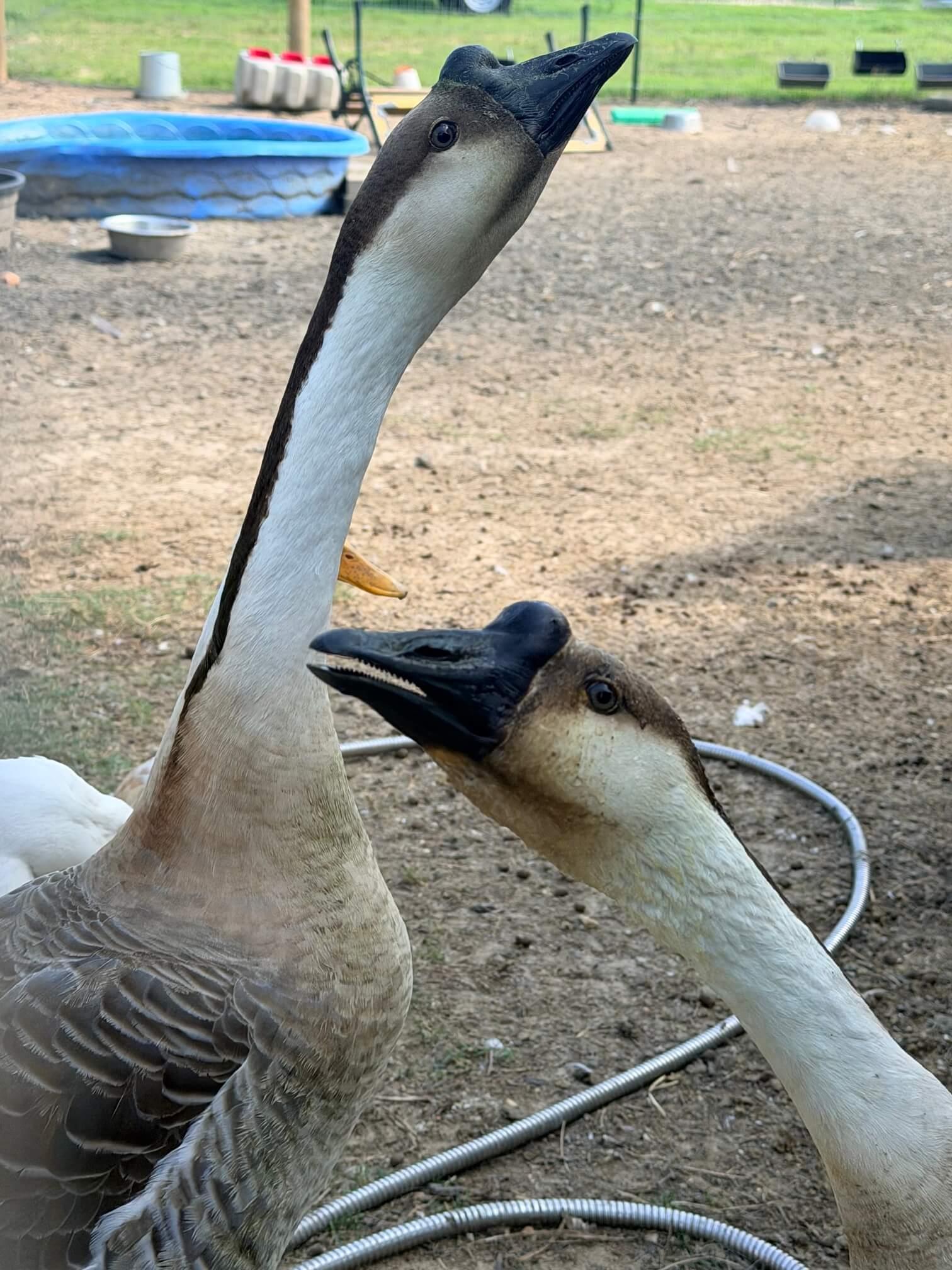 Geese photo 3
