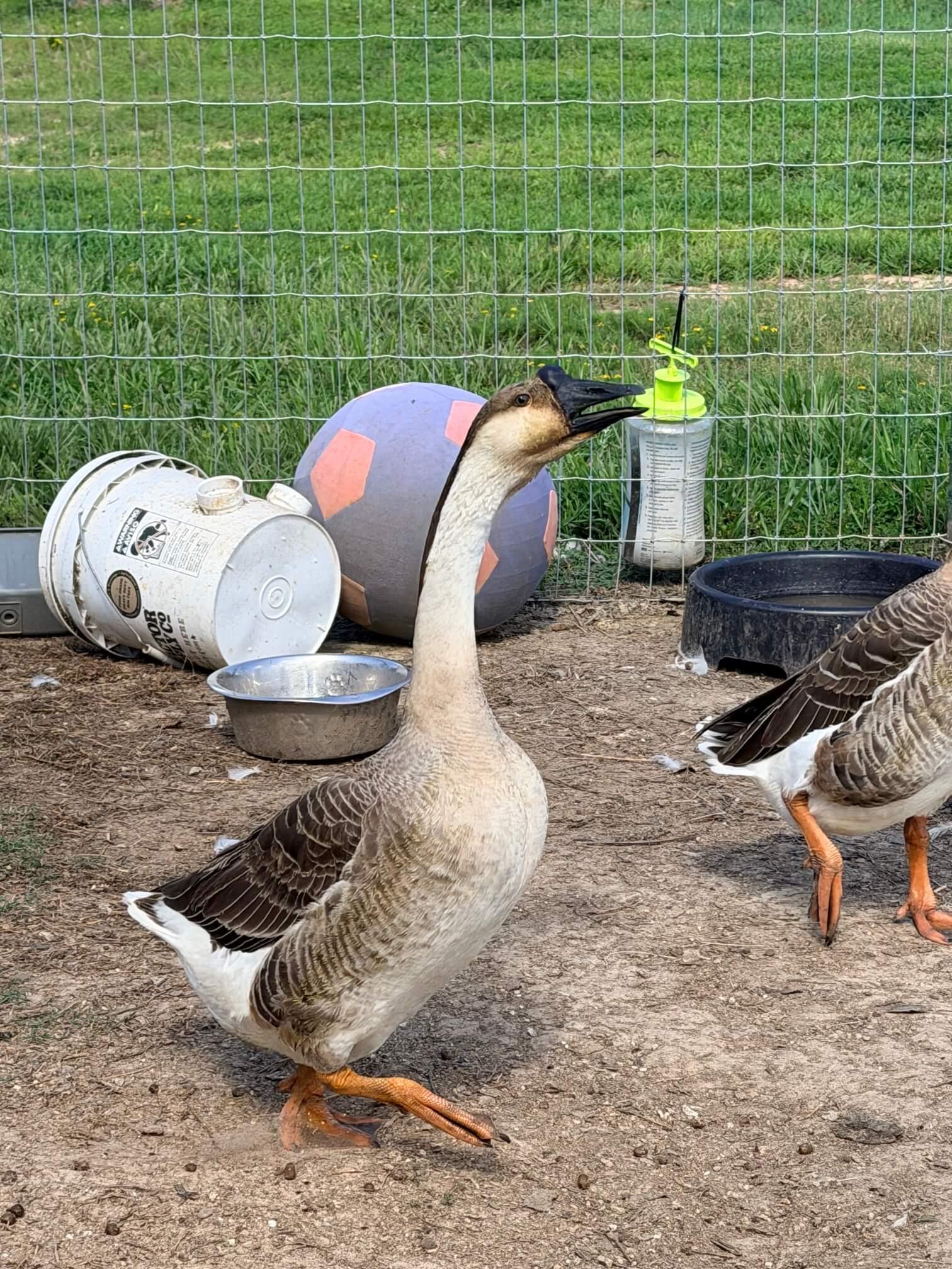 Geese