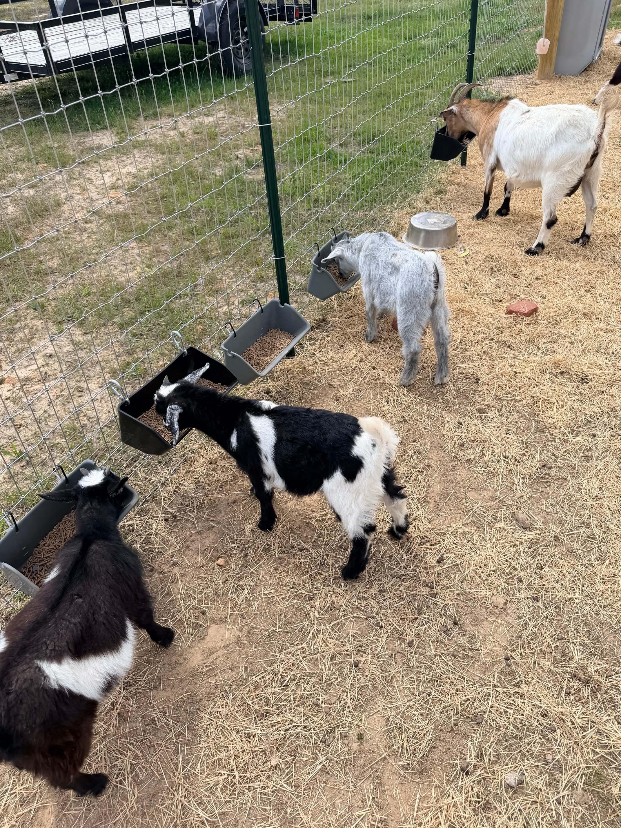 Goats photo 1
