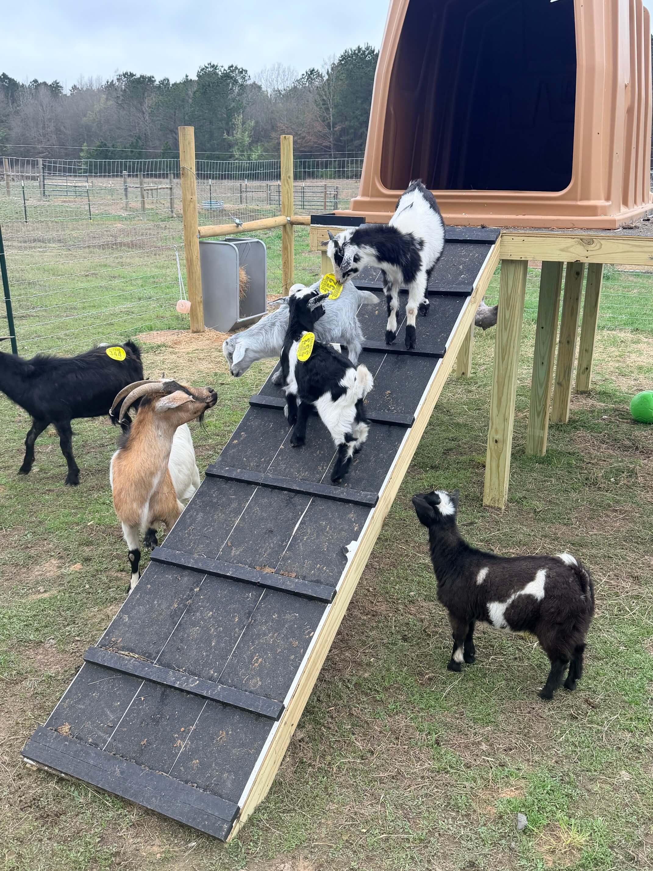 Goats photo 2
