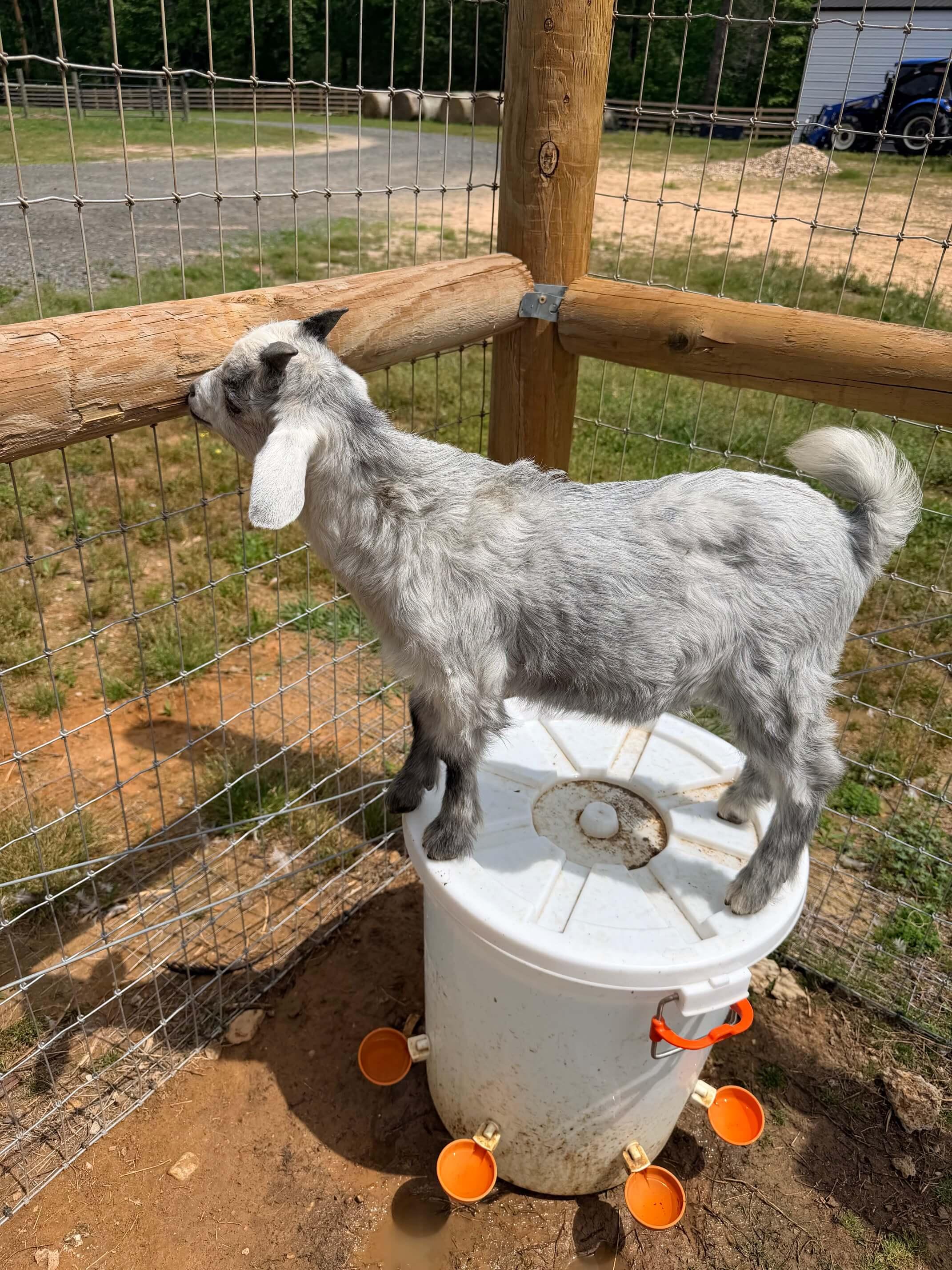Goats