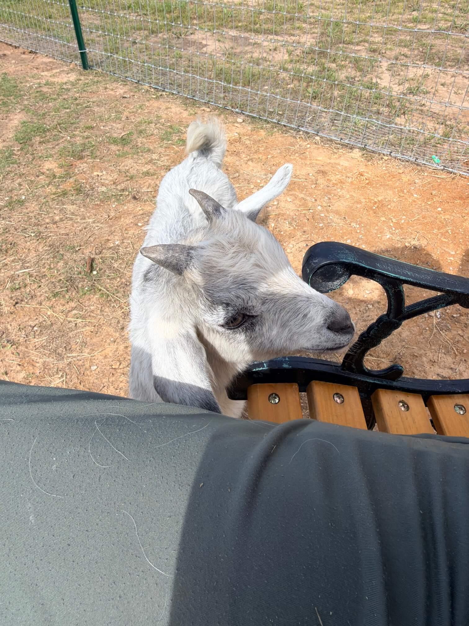Goats photo 4