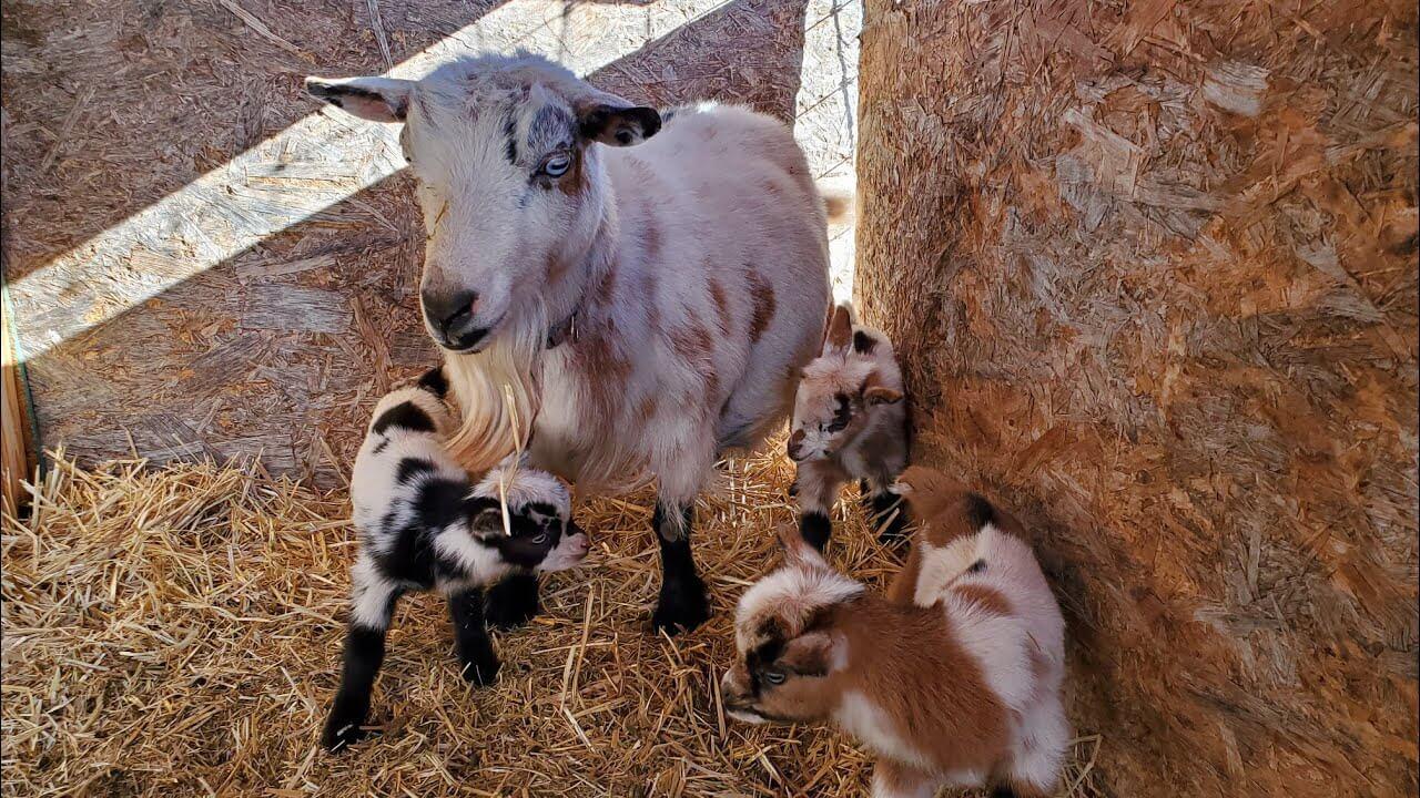 Goats photo 5