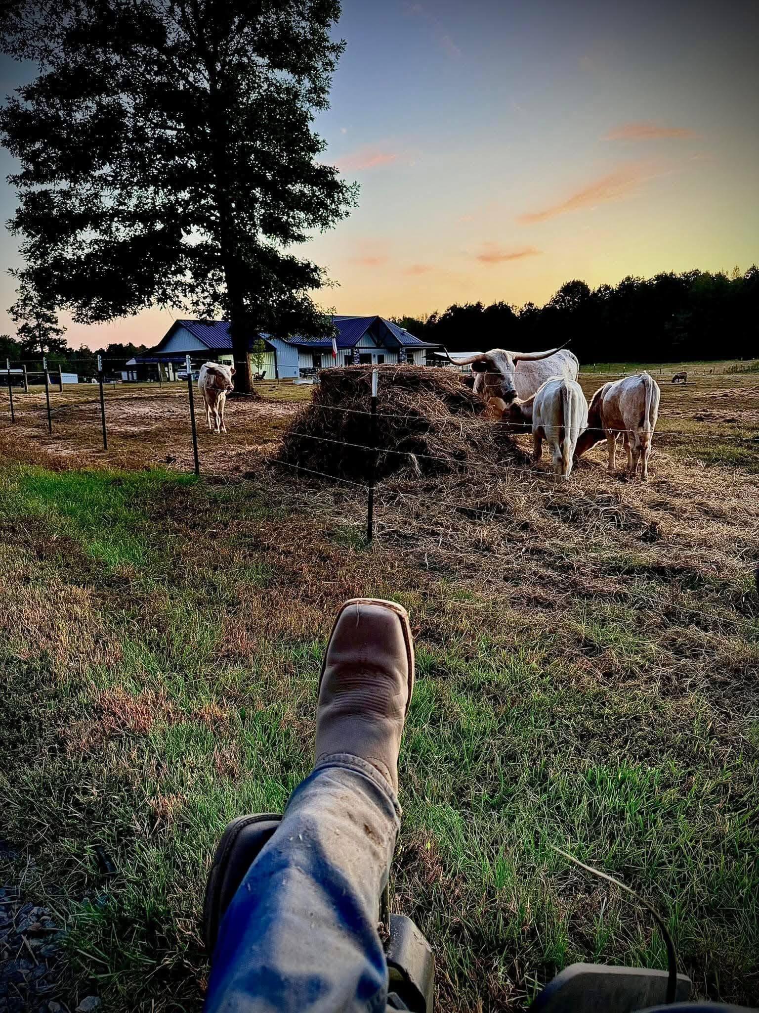 Cowboy boots and longhorns at sunset on Six Spur Ranch