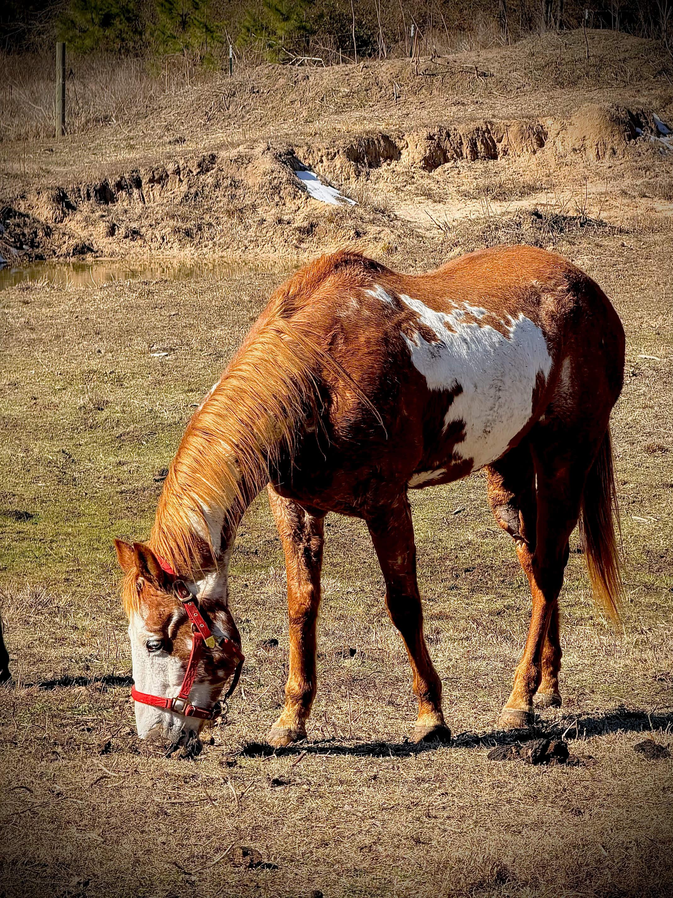 Horses