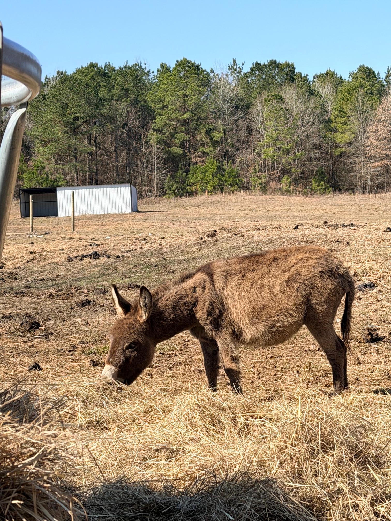 Mini Donkeys