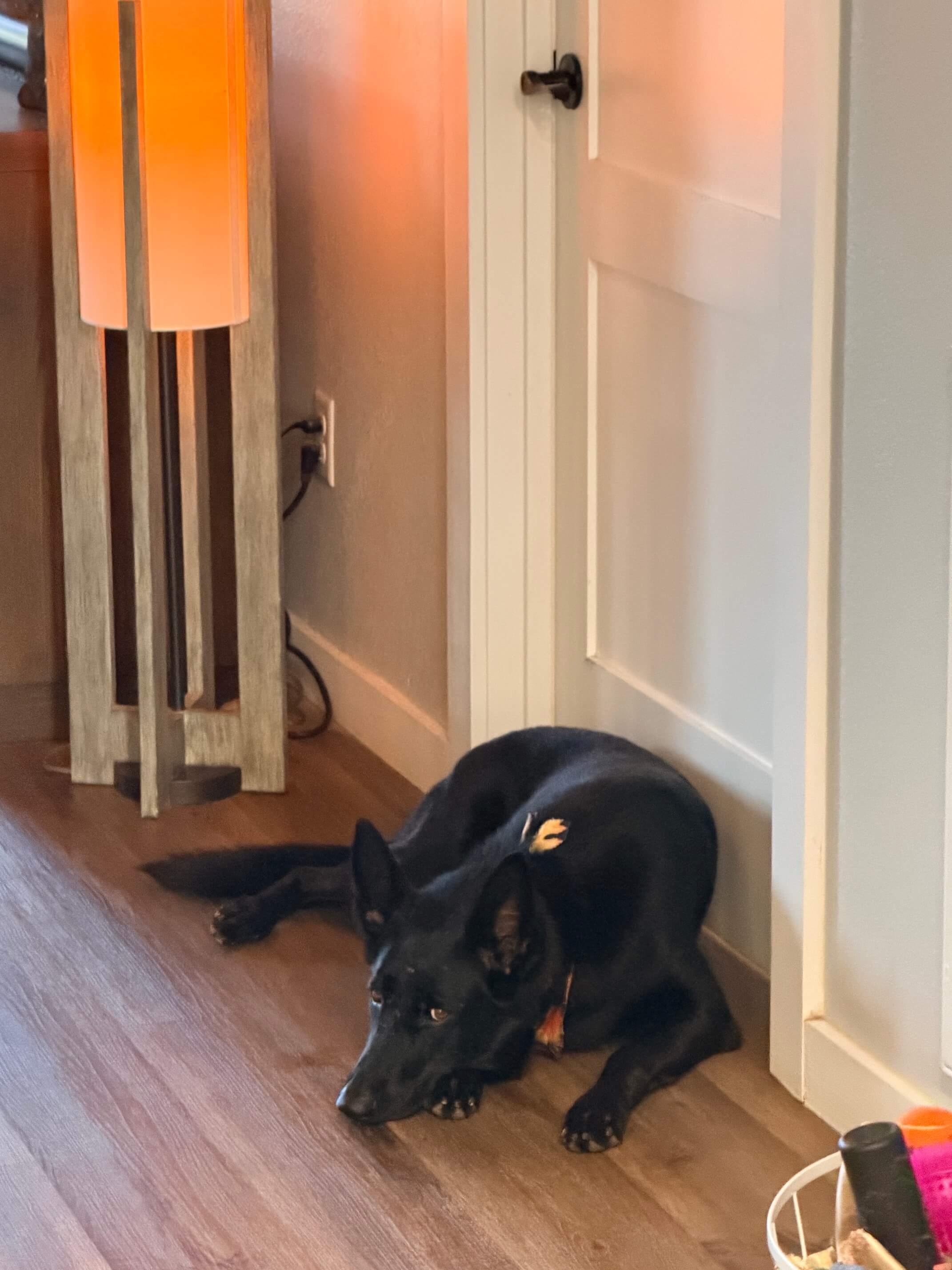 Ranch Dogs photo 2