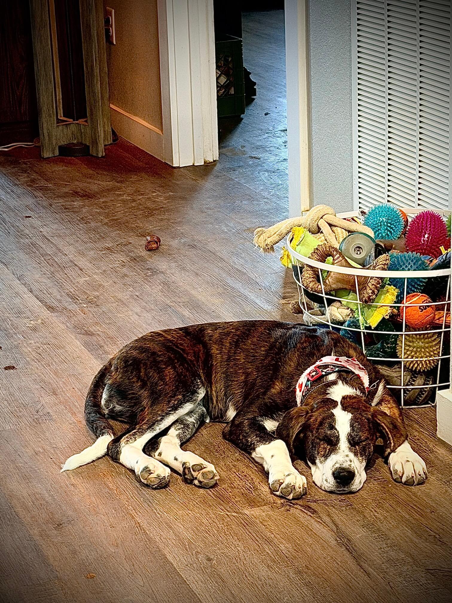 Ranch Dogs photo 3