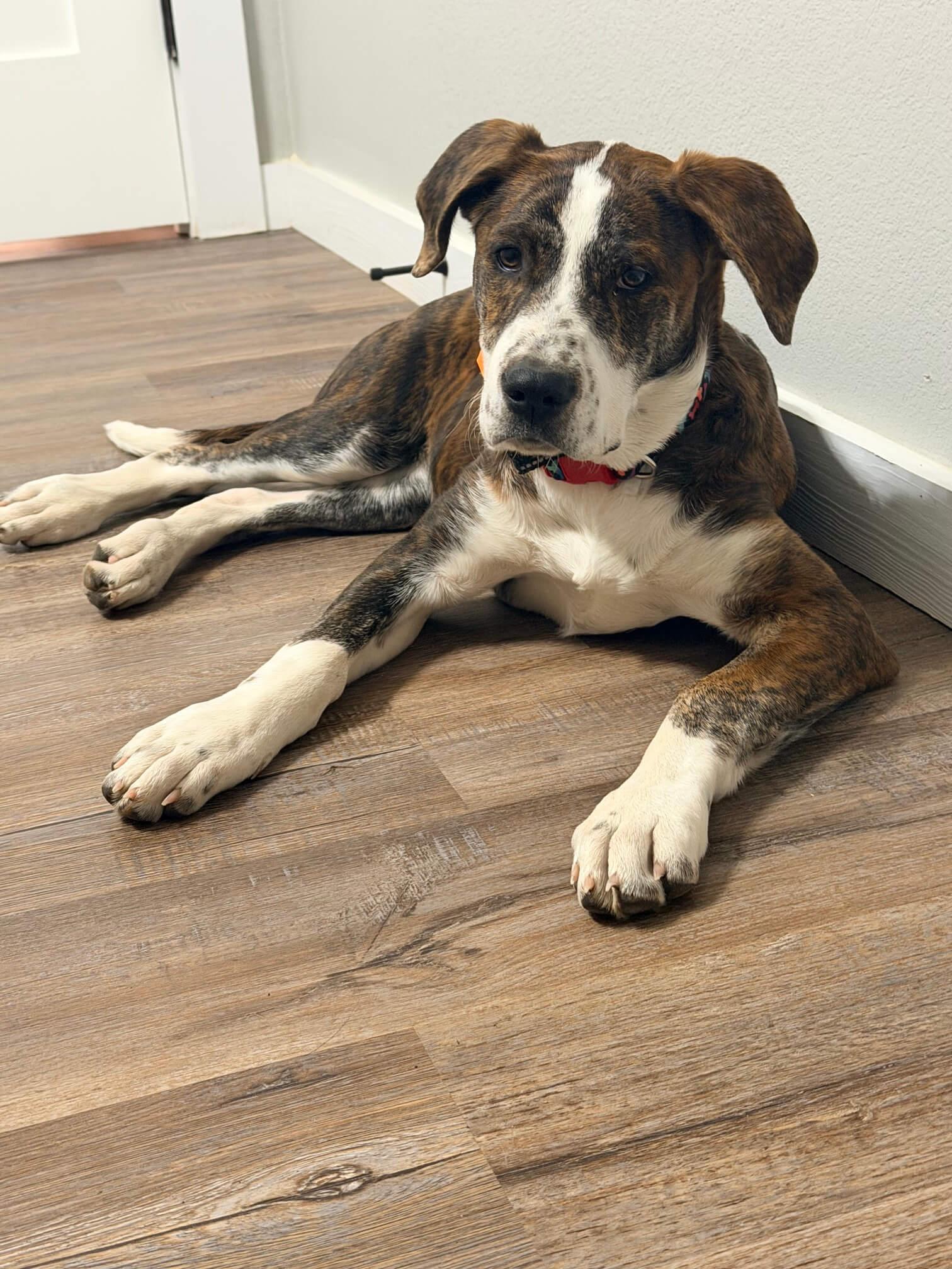 Ranch Dogs photo 5