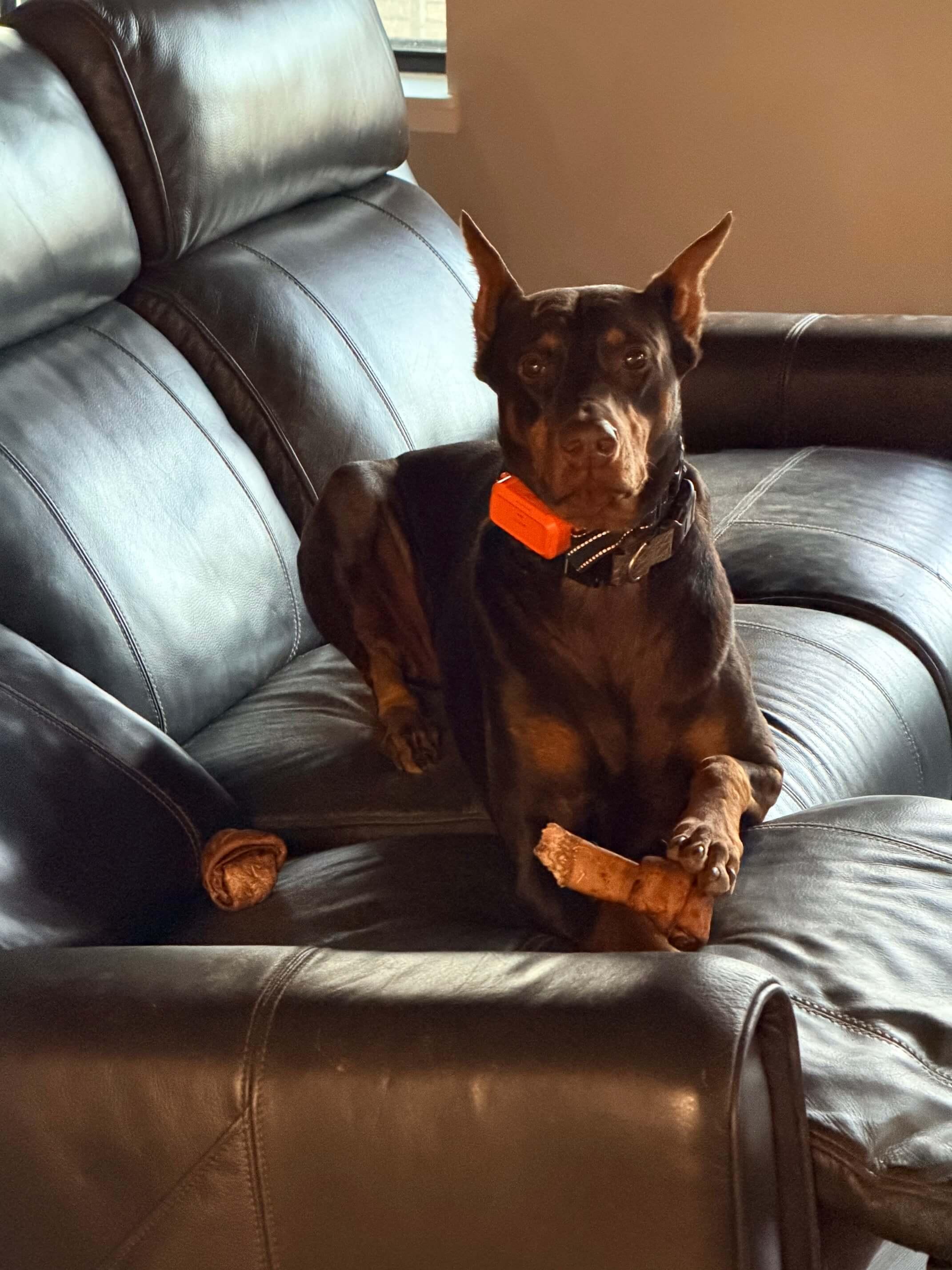 Ranch Dogs photo 6