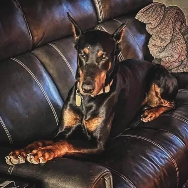 Ranch Dogs photo 7