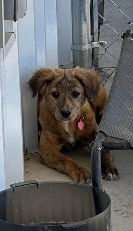 Ranch Dogs photo 8