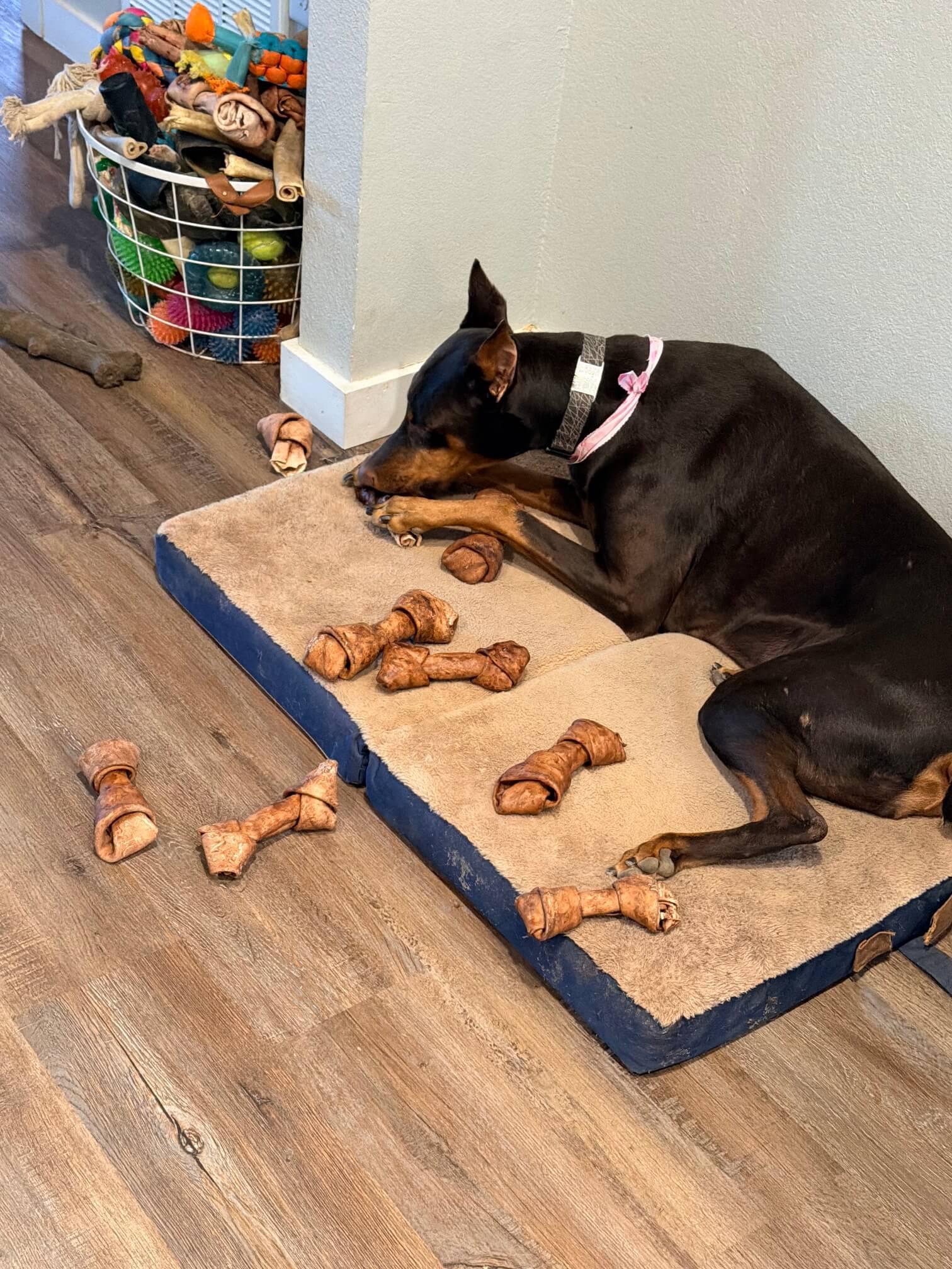 Ranch Dogs photo 9