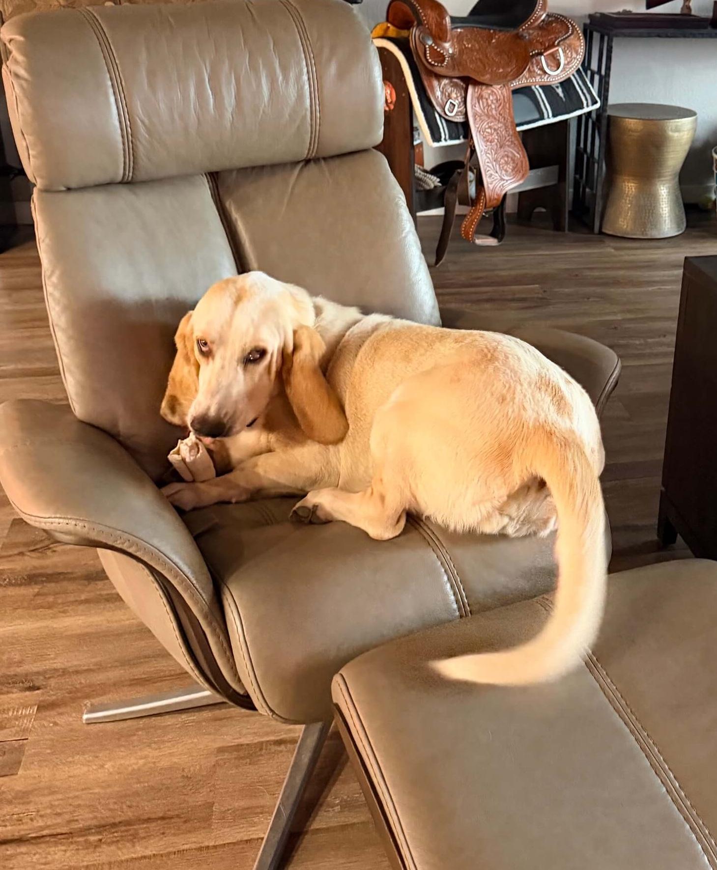 Ranch Dogs photo 10
