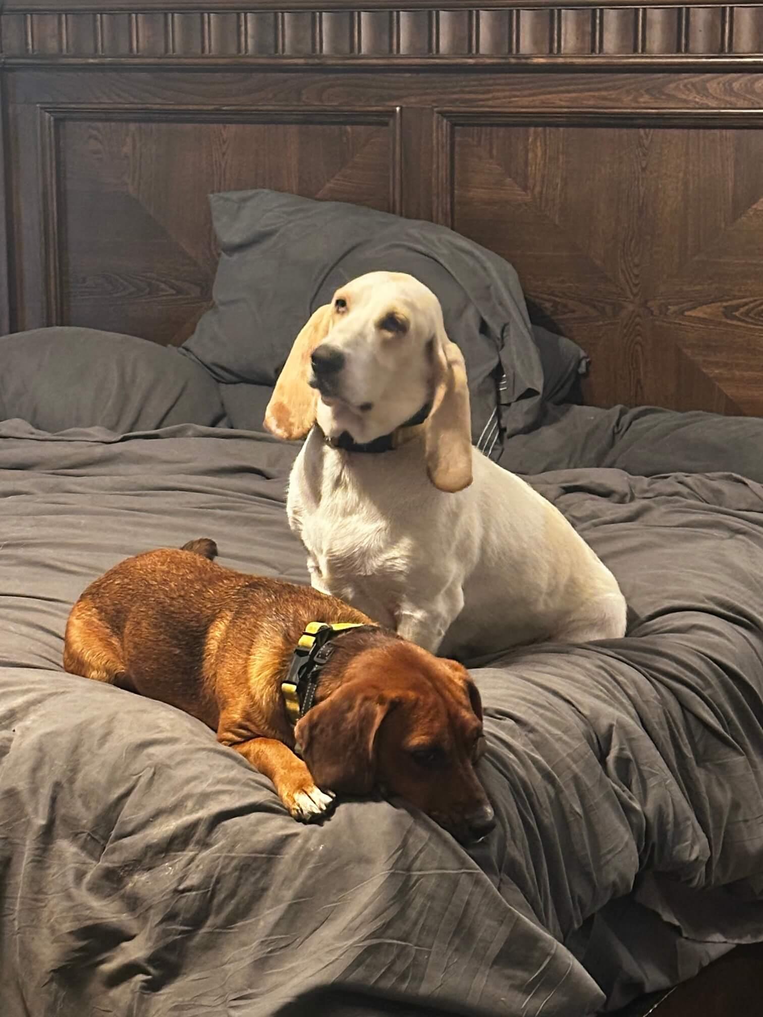 Ranch Dogs photo 11