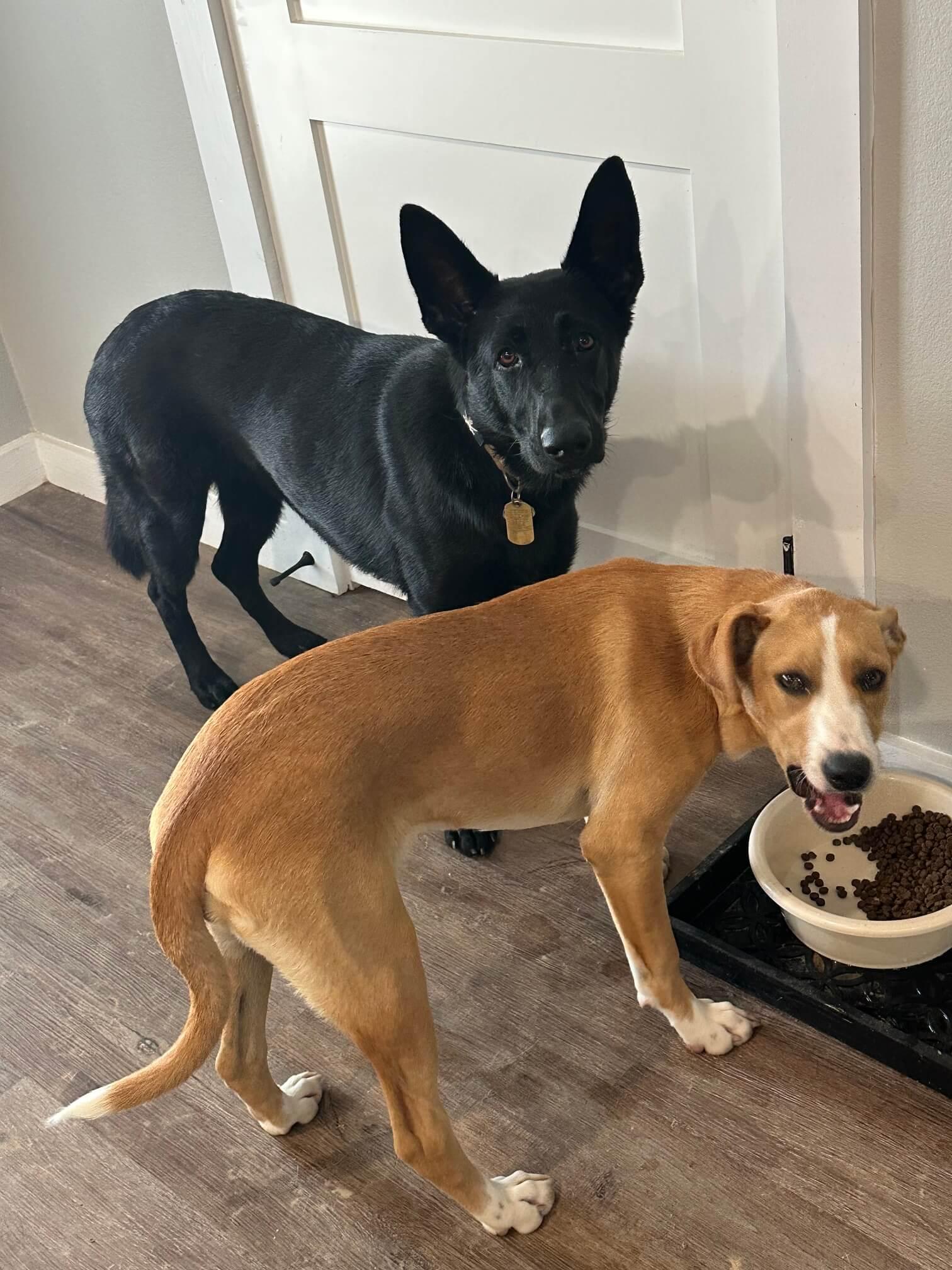 Ranch Dogs photo 12