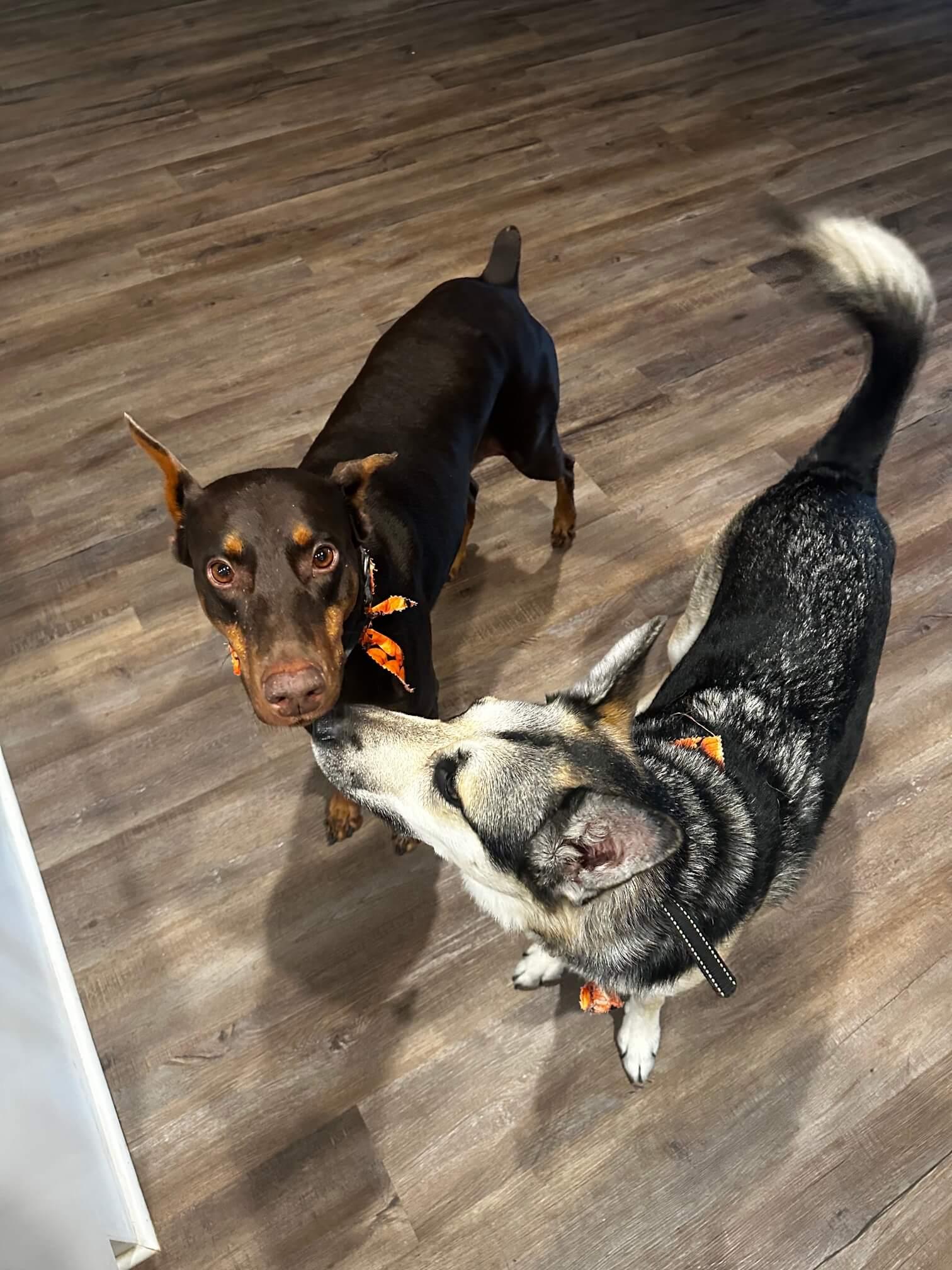 Ranch Dogs photo 13