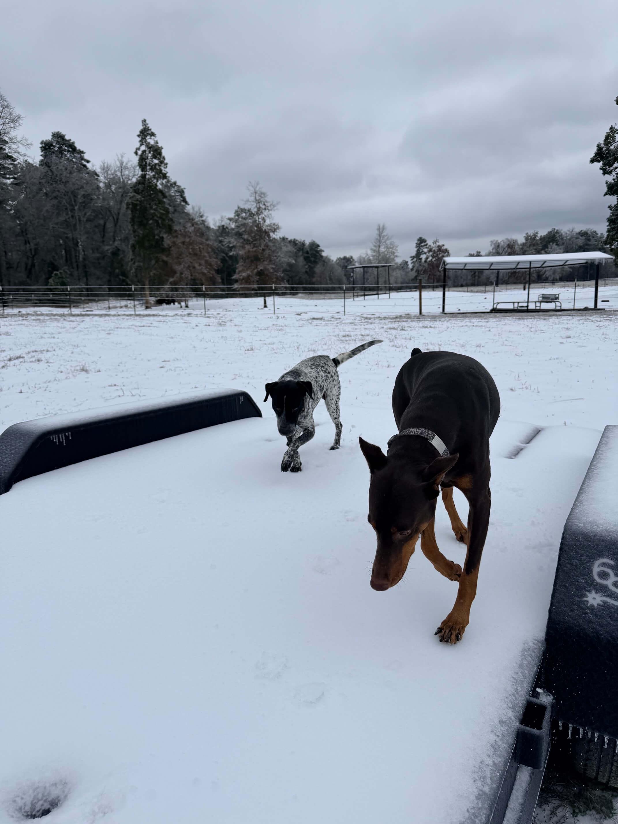 Ranch Dogs photo 14