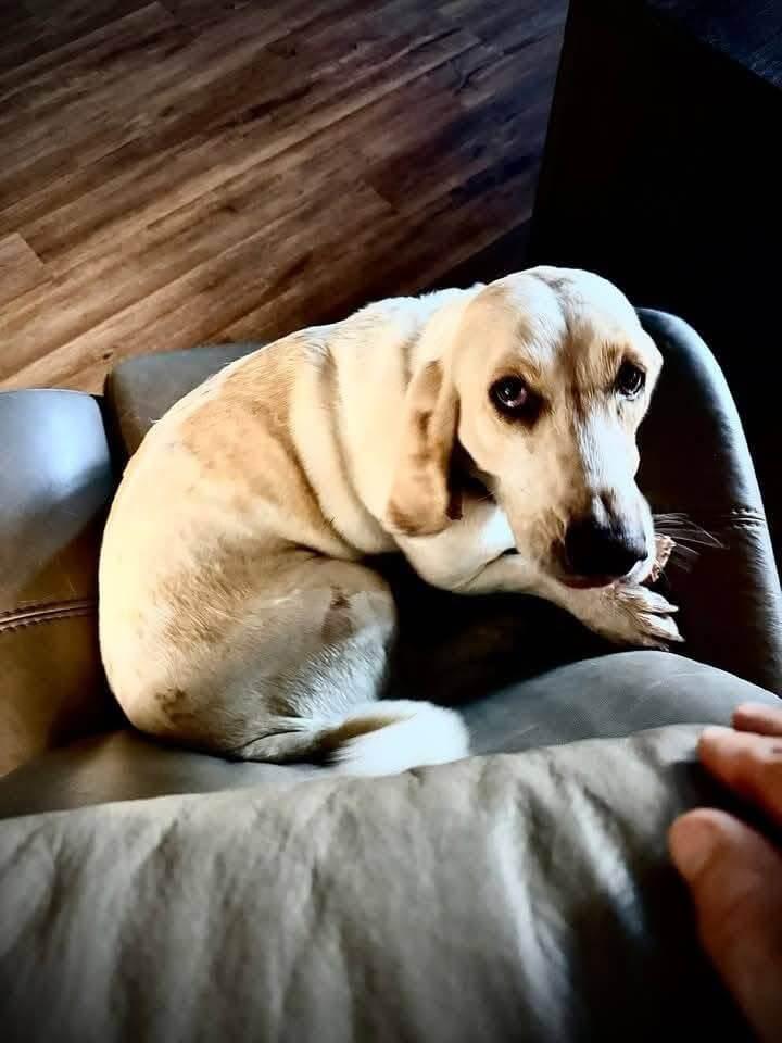 Ranch Dogs photo 15