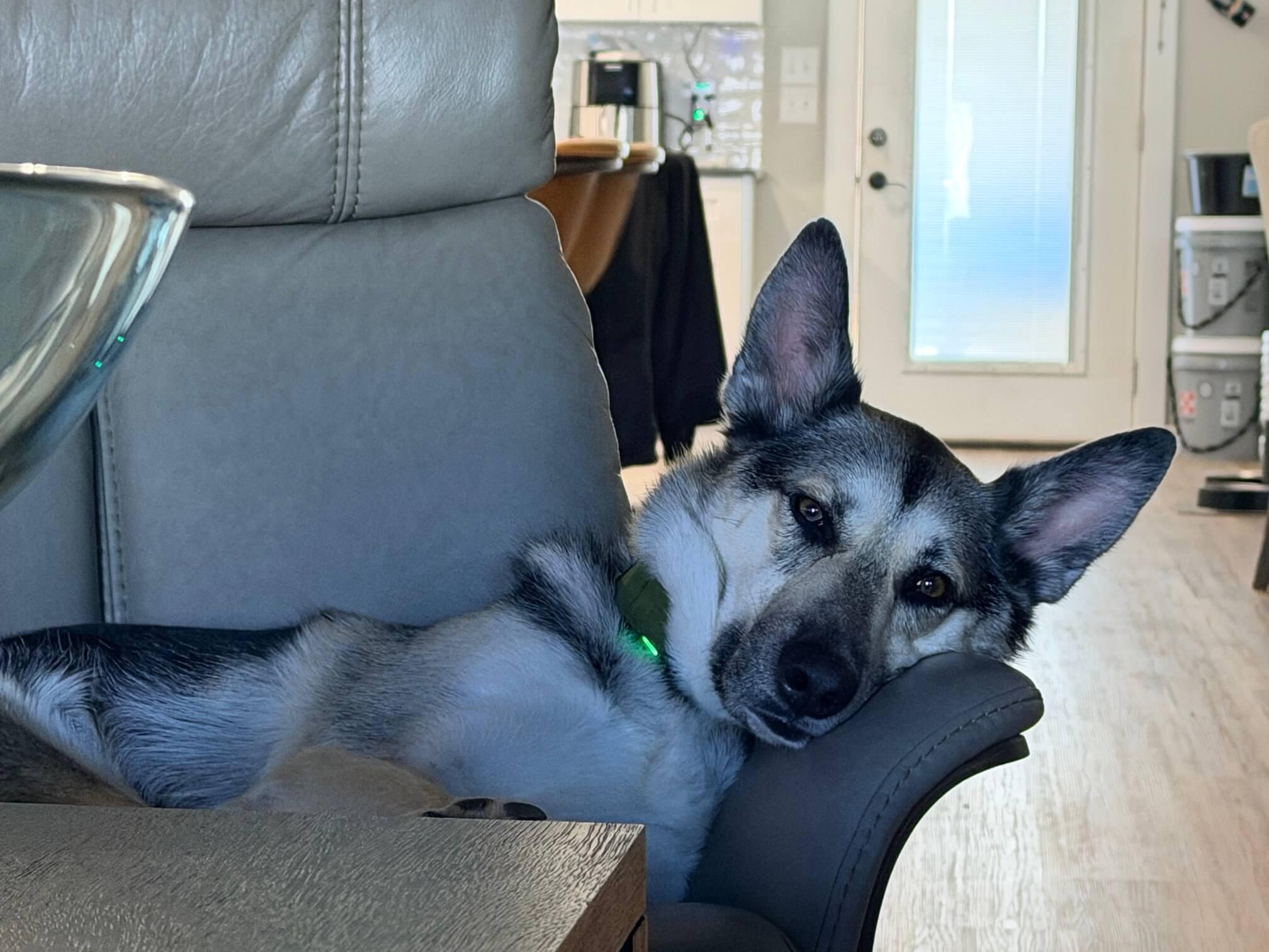 Ranch Dogs photo 16