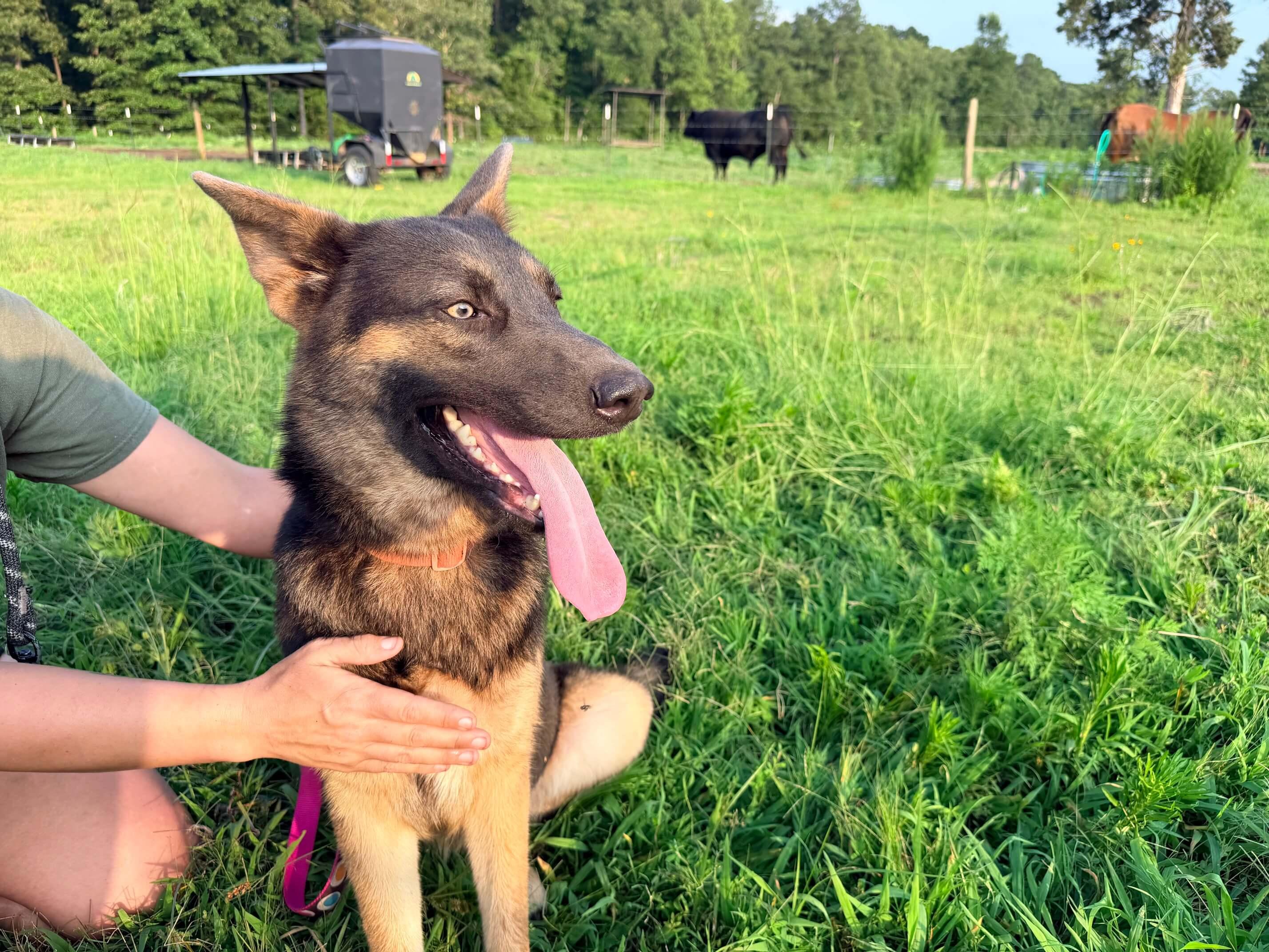 Ranch Dogs photo 17