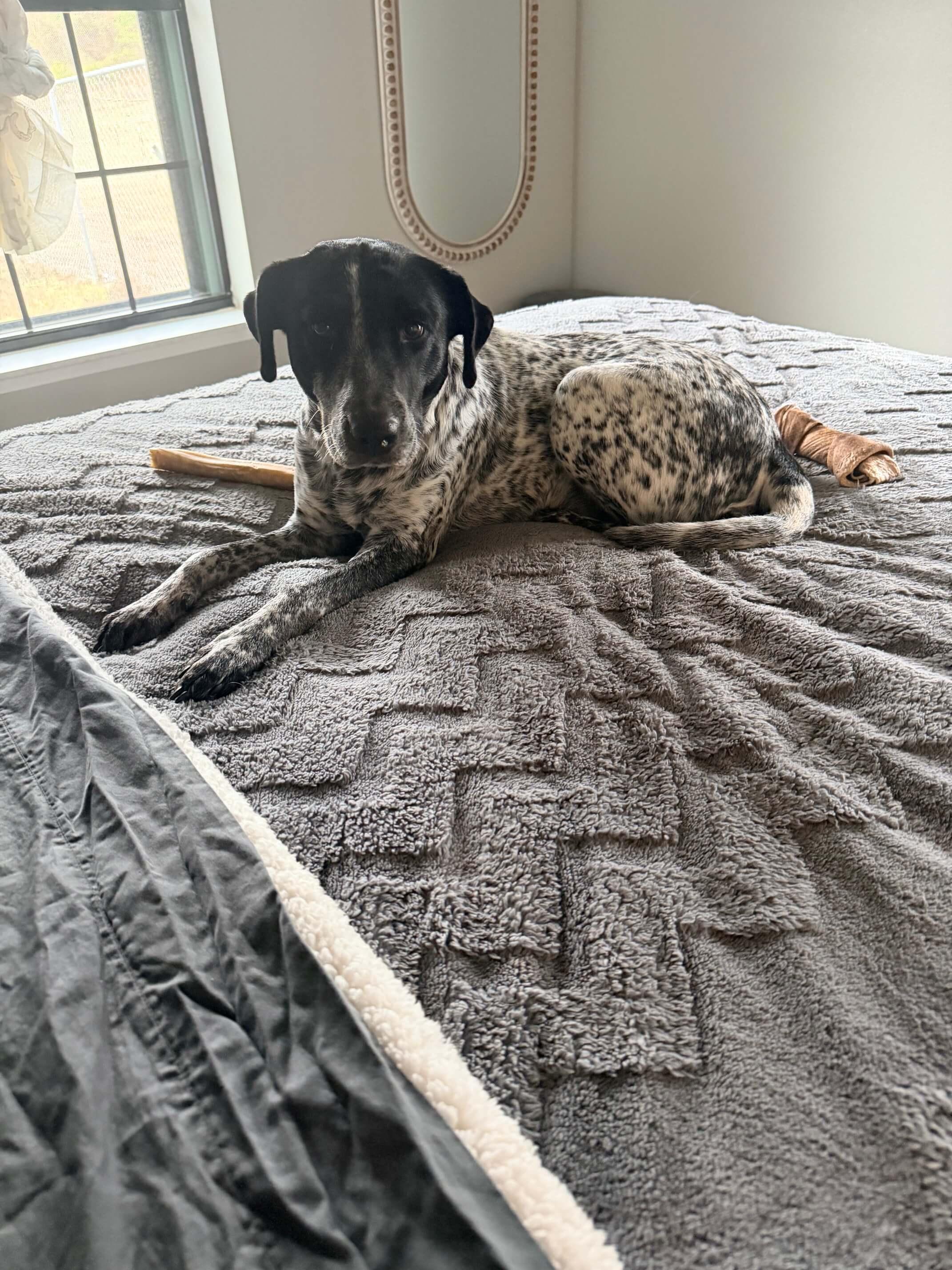 Ranch Dogs photo 18