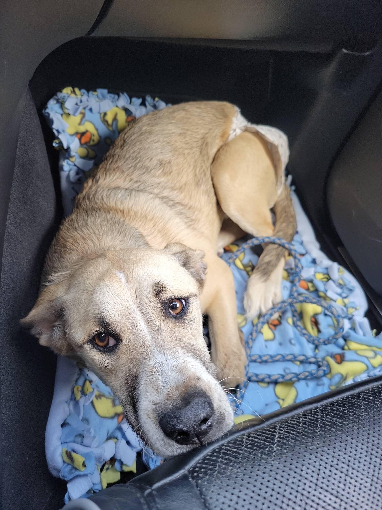 Ranch Dogs photo 20