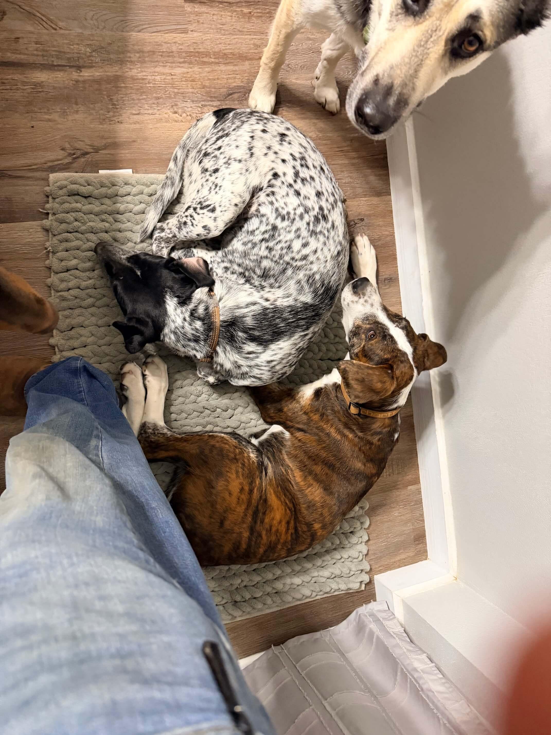 Ranch Dogs photo 22