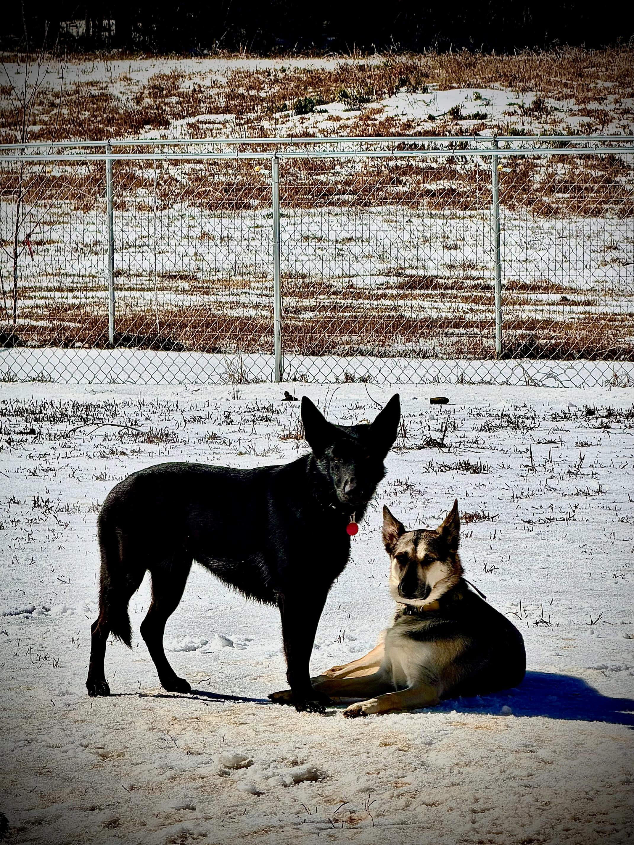 Ranch Dogs photo 23