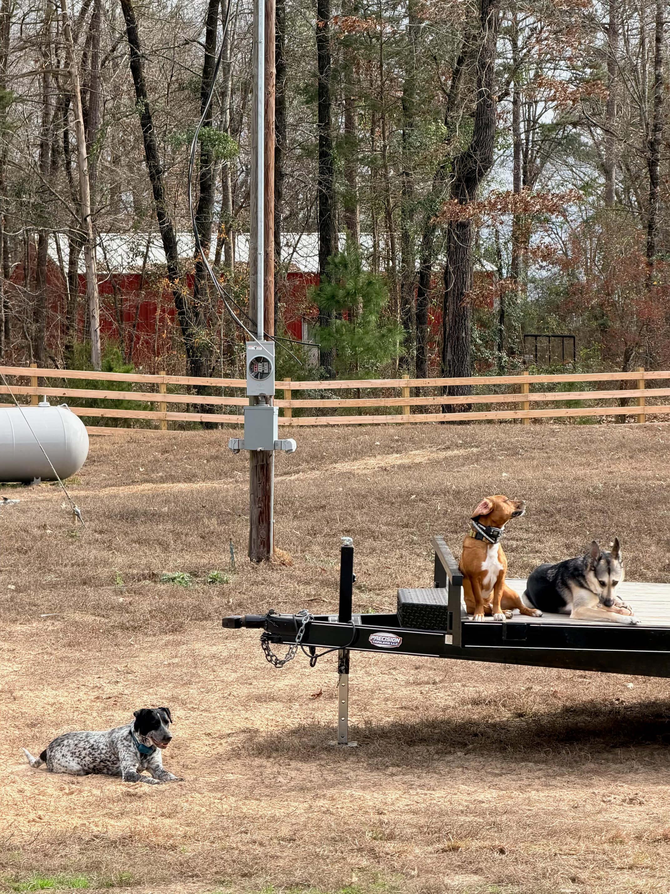Ranch Dogs photo 24